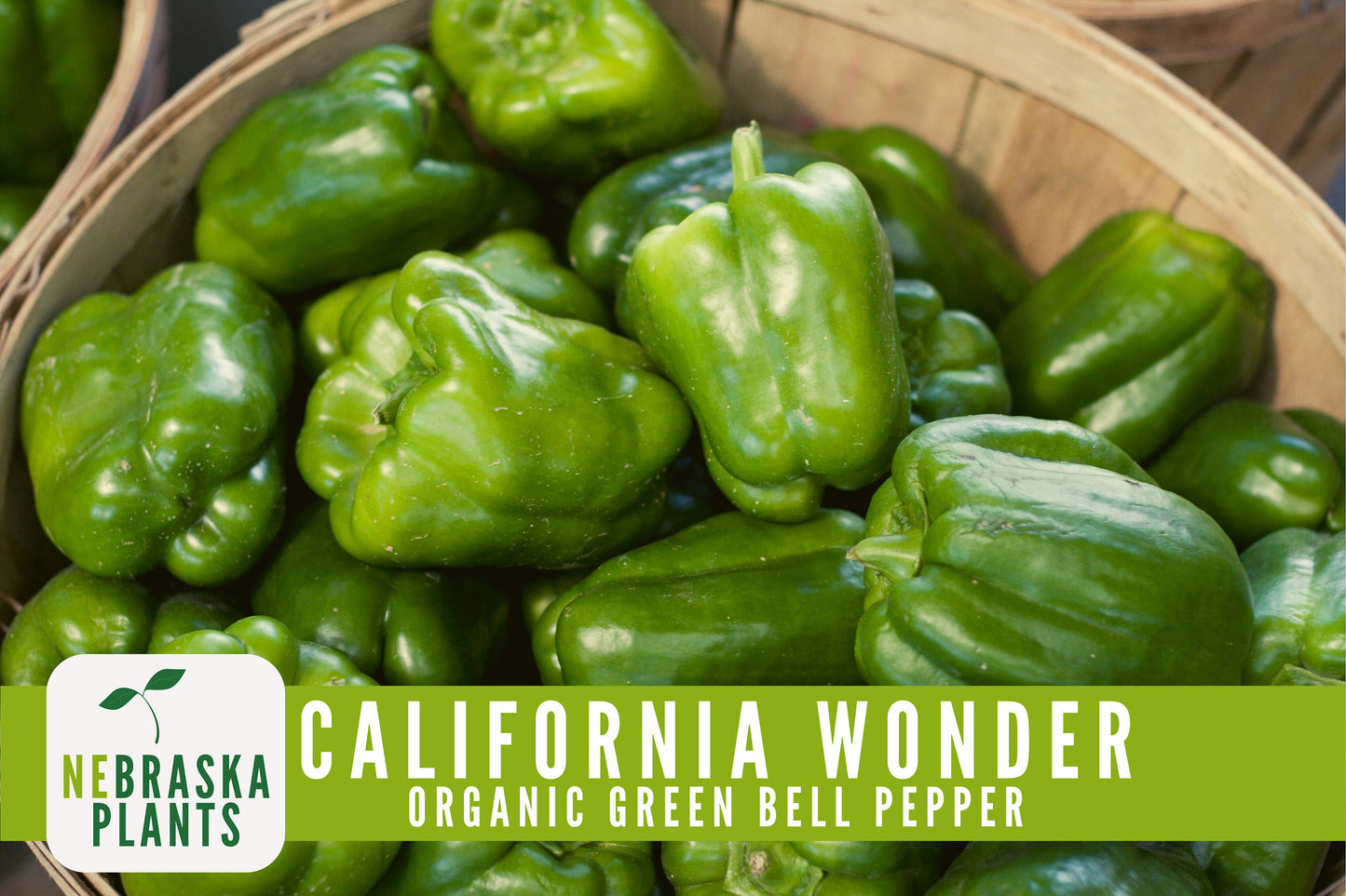 Organic California Wonder Bell Pepper Seeds - Nebraska Seeds