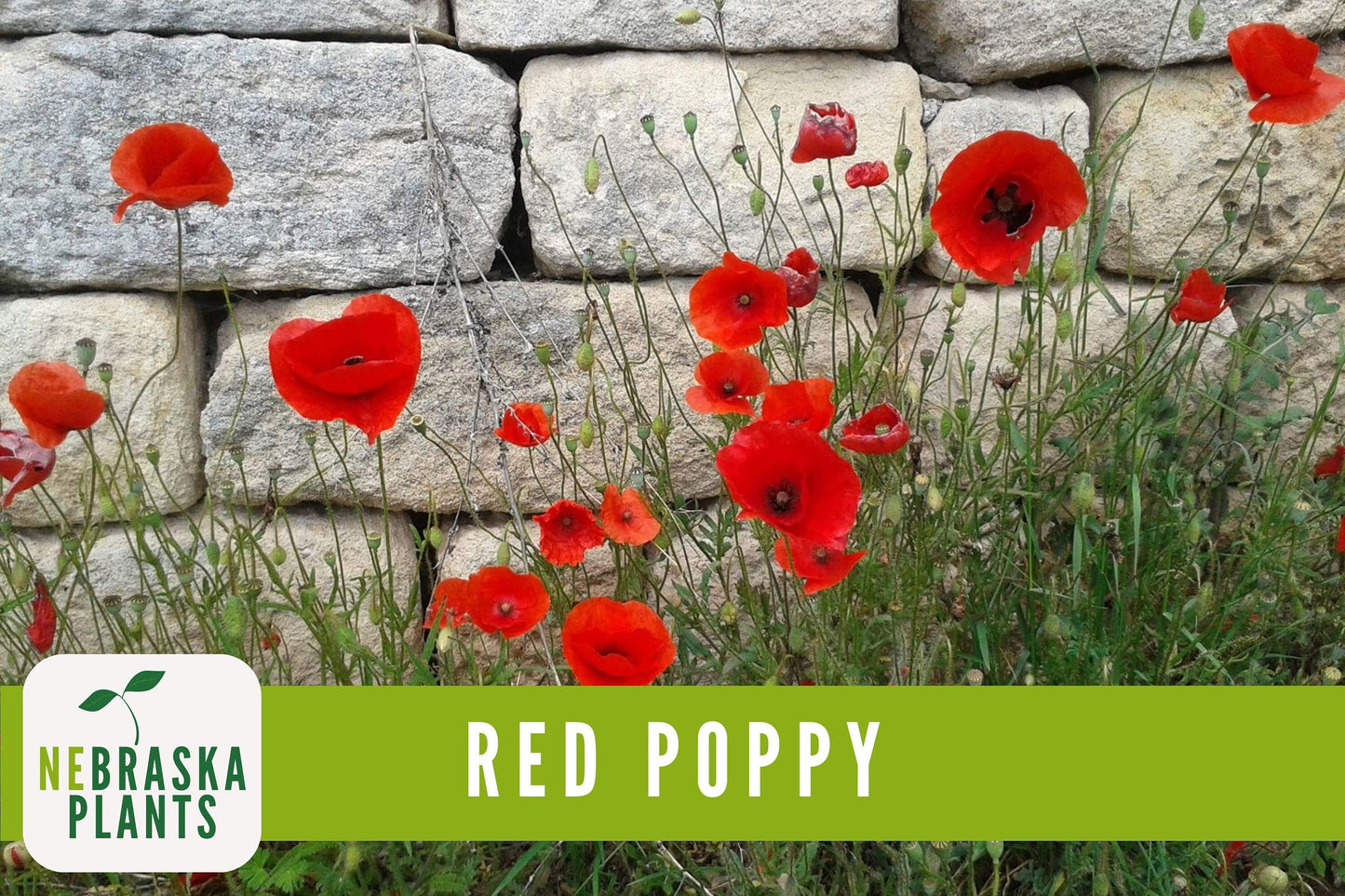 Red Poppy Flower Seeds - Heirloom Red Poppy Flower Seeds - Nebraska Seeds