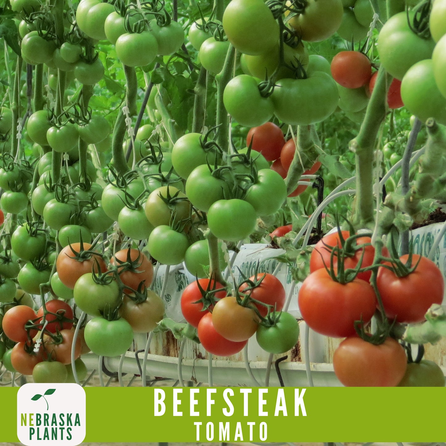 Beefsteak Tomato Seeds - Nebraska Seeds