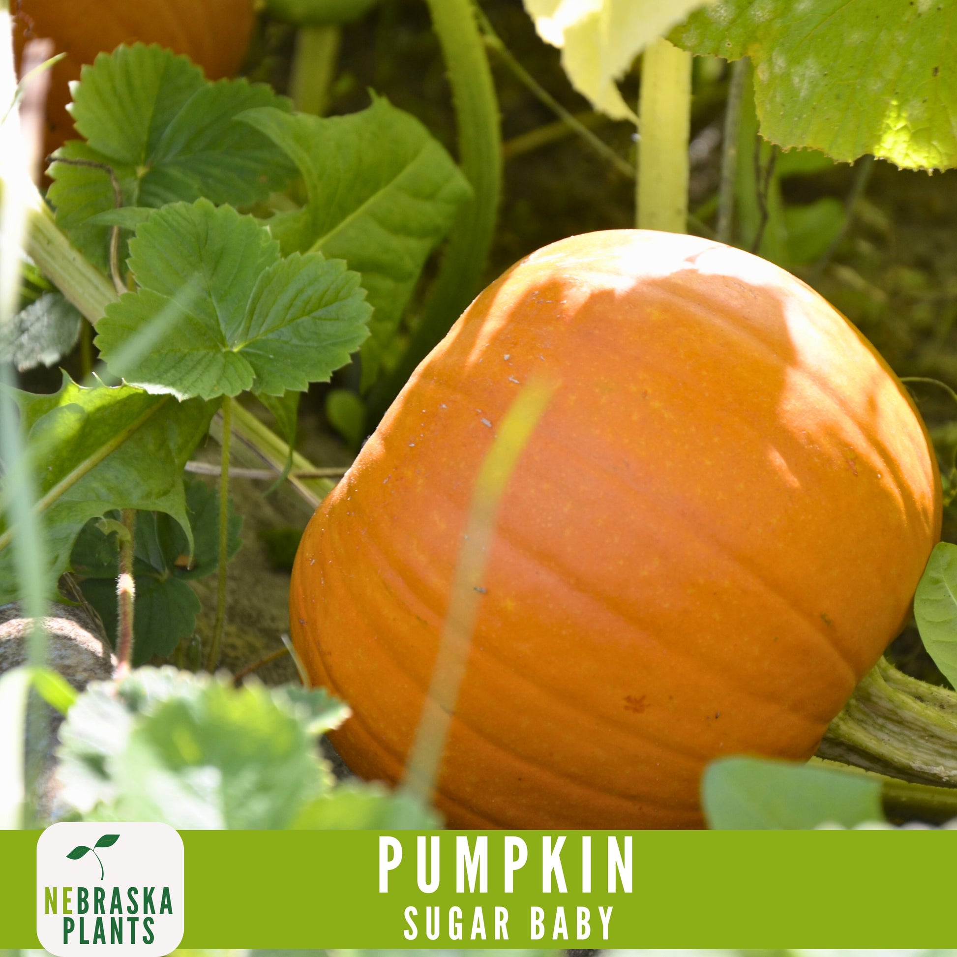 Sugar Pie Pumpkin Seeds - Celebrate the Spirit of Autumn with Heirloom, Non-GMO Pumpkin Seeds - Nebraska Seeds