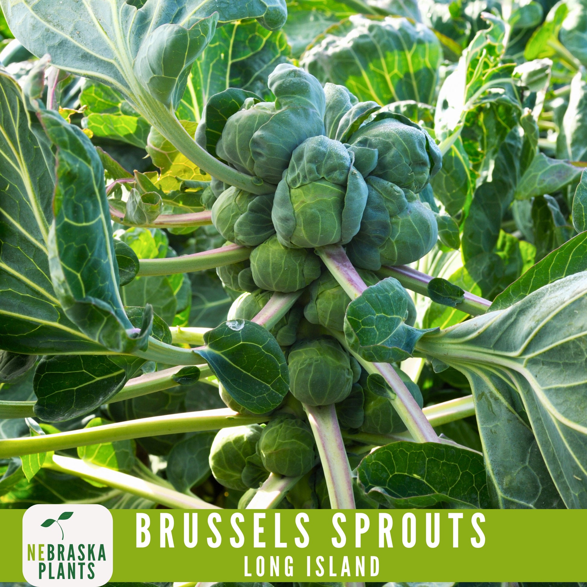 Long Island Brussels Sprouts Seeds - Nebraska Seeds