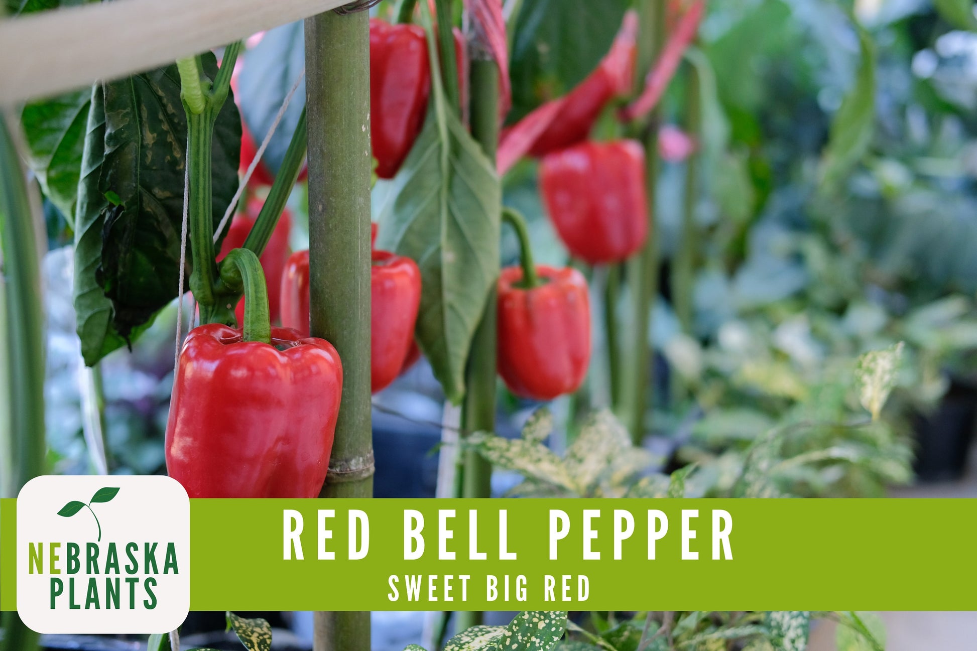 Red Bell Pepper Seeds - Sweet Big Red Bell Pepper Heirloom Seeds - Nebraska Seeds