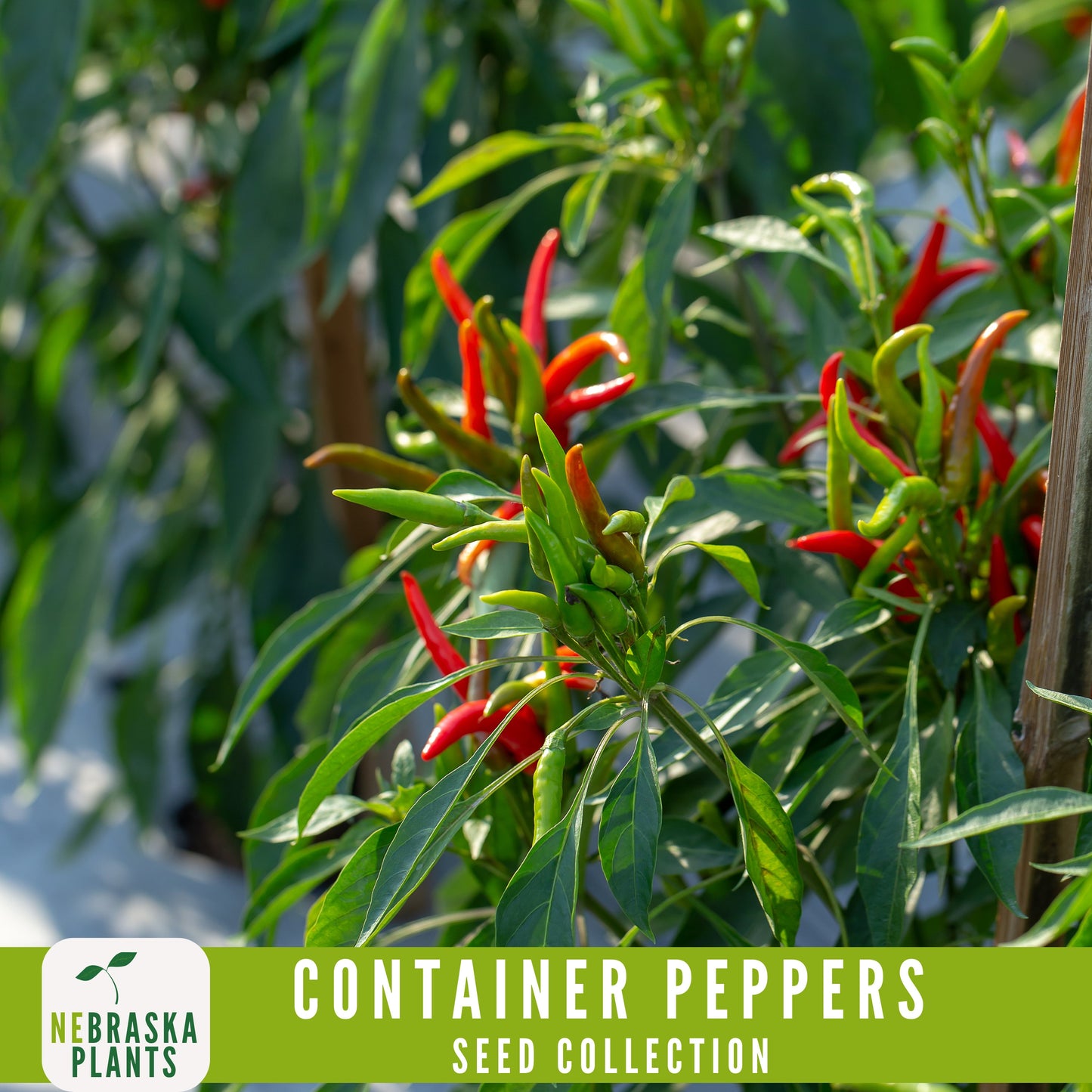 Container Peppers Seed Collection - Nebraska Seeds