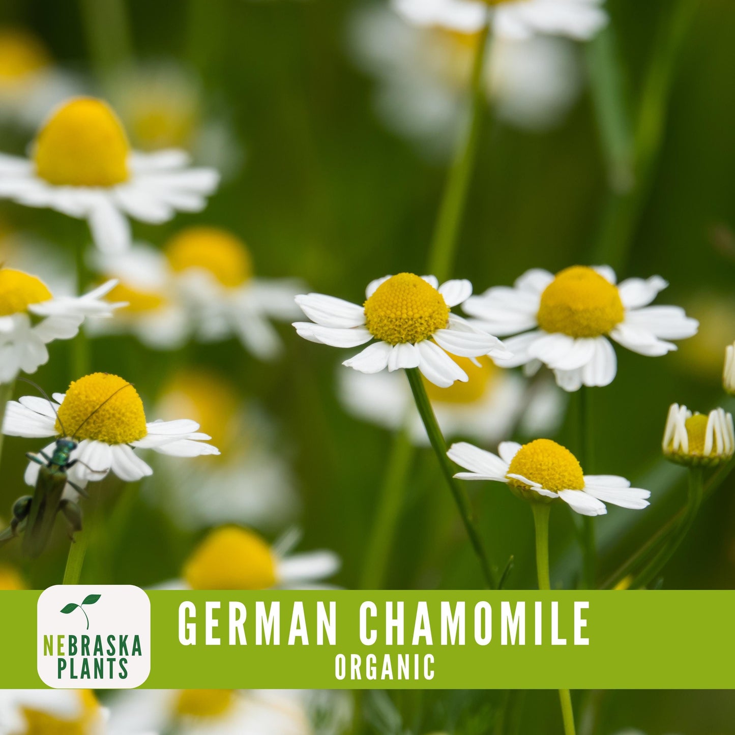 Organic German Chamomile Seeds - Nebraska Seeds