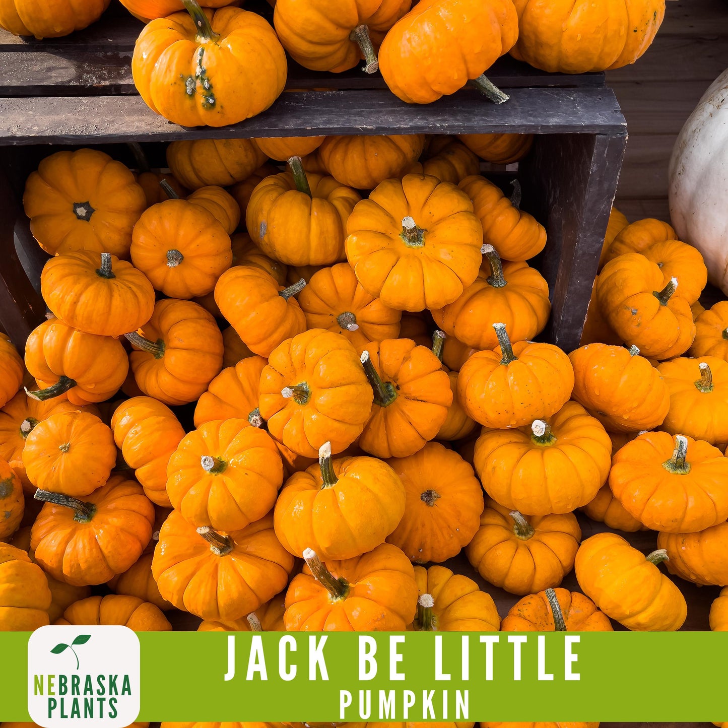 Jack-Be Little- Heirloom Pumpkin Seeds - Nebraska Seeds