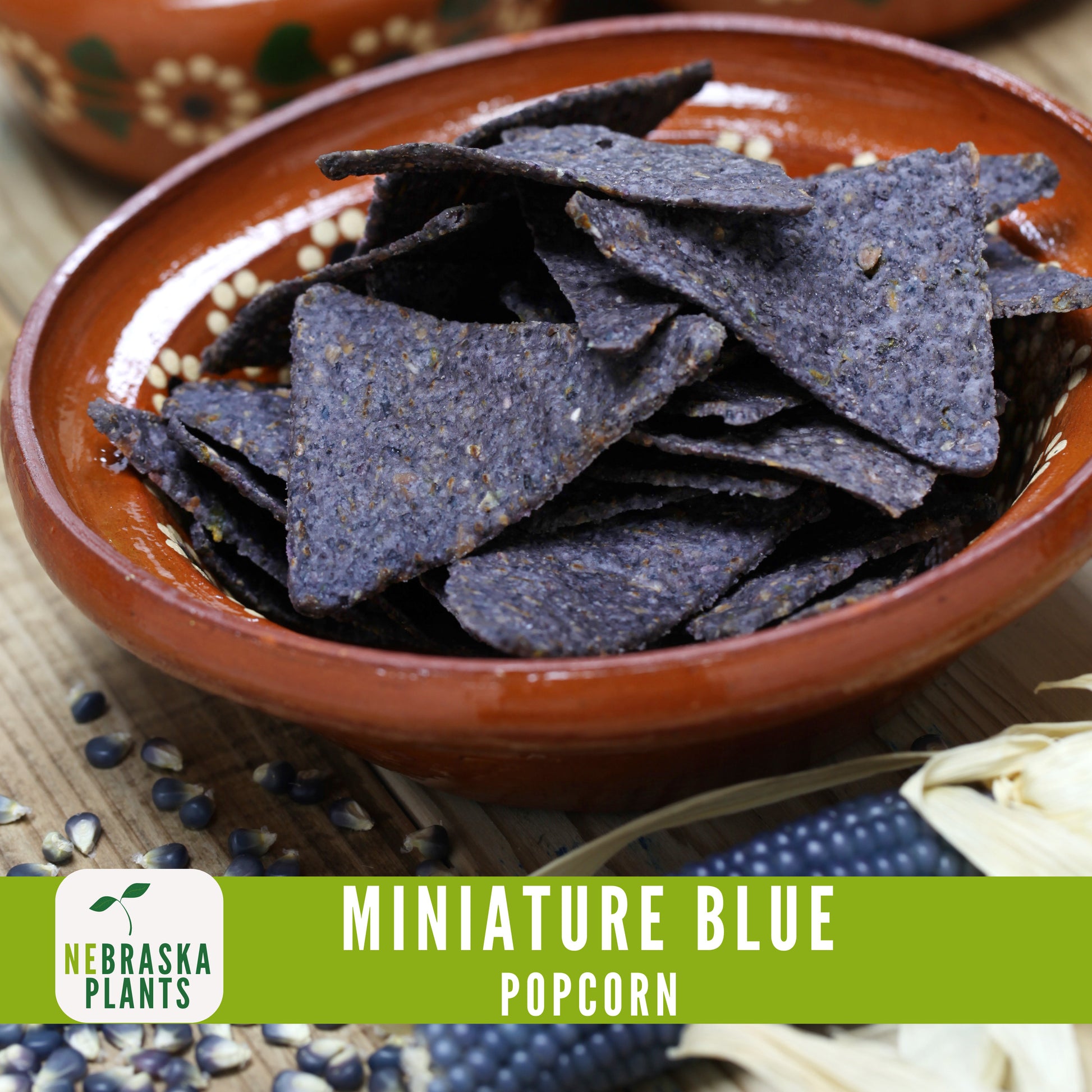 Rare Miniature Blue Popcorn Seeds - Grow Unique Heirloom Popcorn Seeds in your own Backyard! - Nebraska Seeds