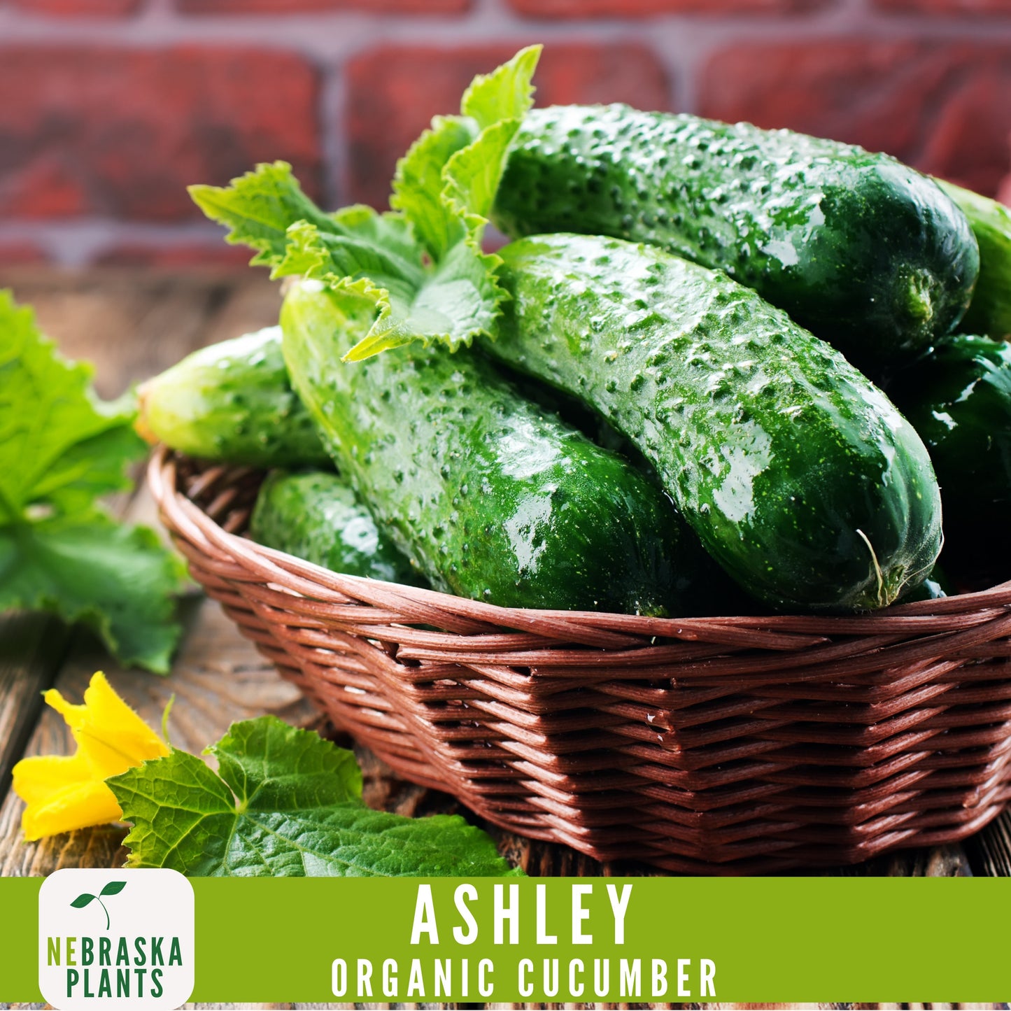 Organic Ashley Cucumber Seeds - Nebraska Seeds