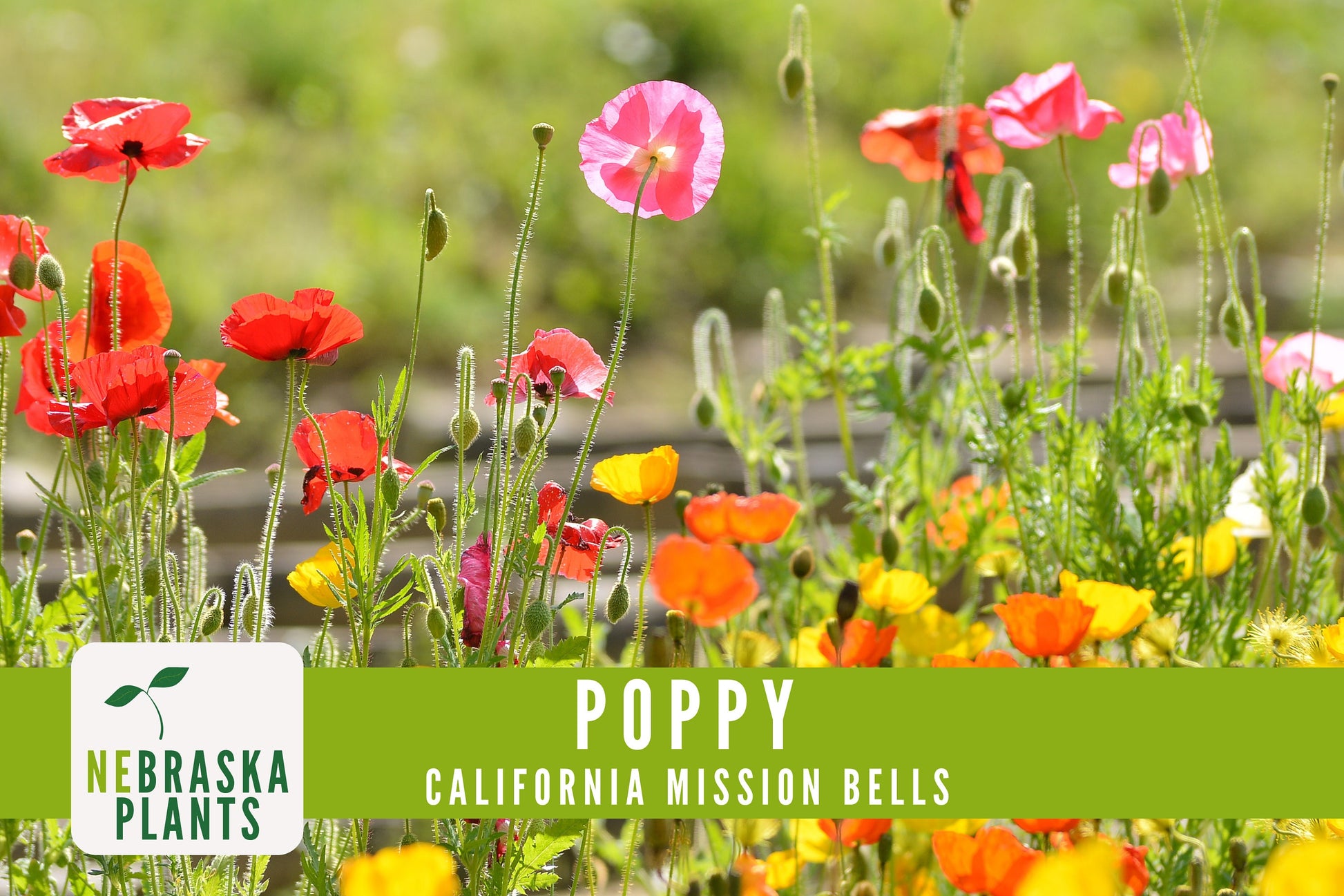 Mission Bells California Poppy Seeds - Nebraska Seeds