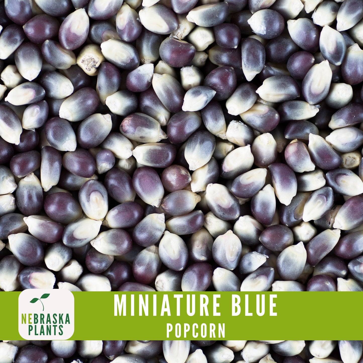 Rare Miniature Blue Popcorn Seeds - Grow Unique Heirloom Popcorn Seeds in your own Backyard! - Nebraska Seeds