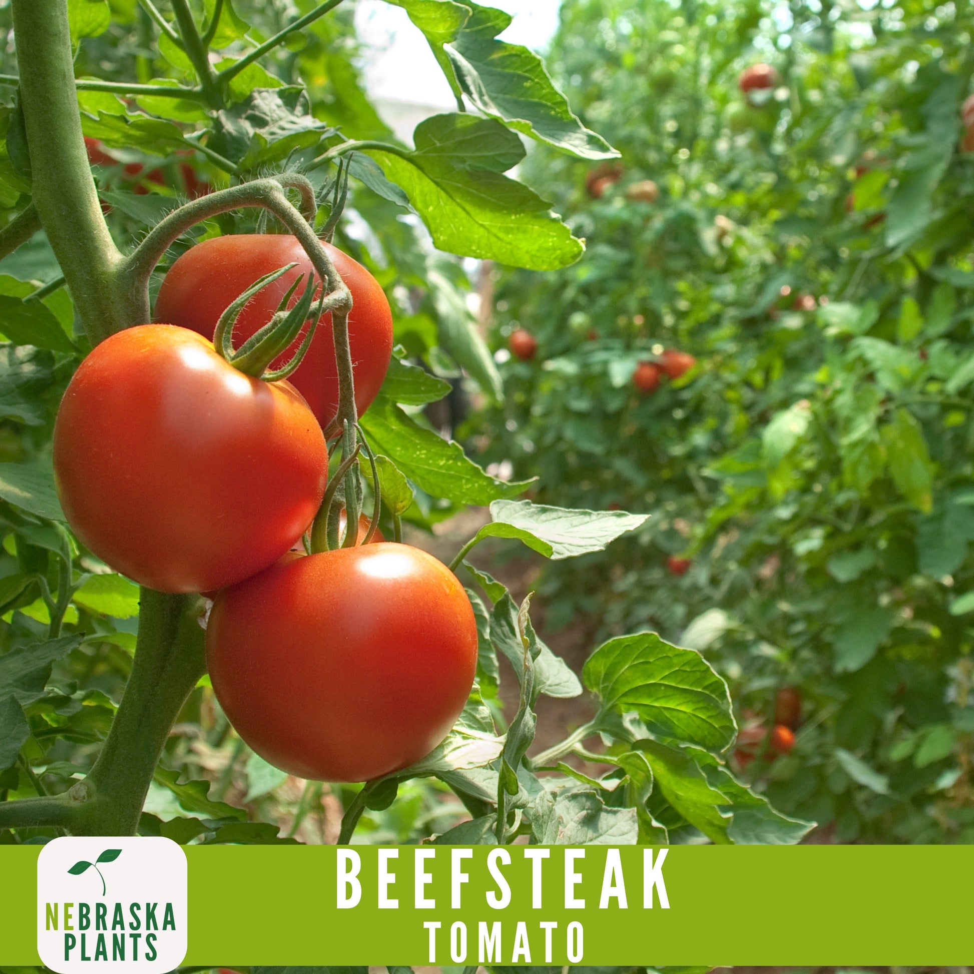 Beefsteak Tomato Seeds - Nebraska Seeds