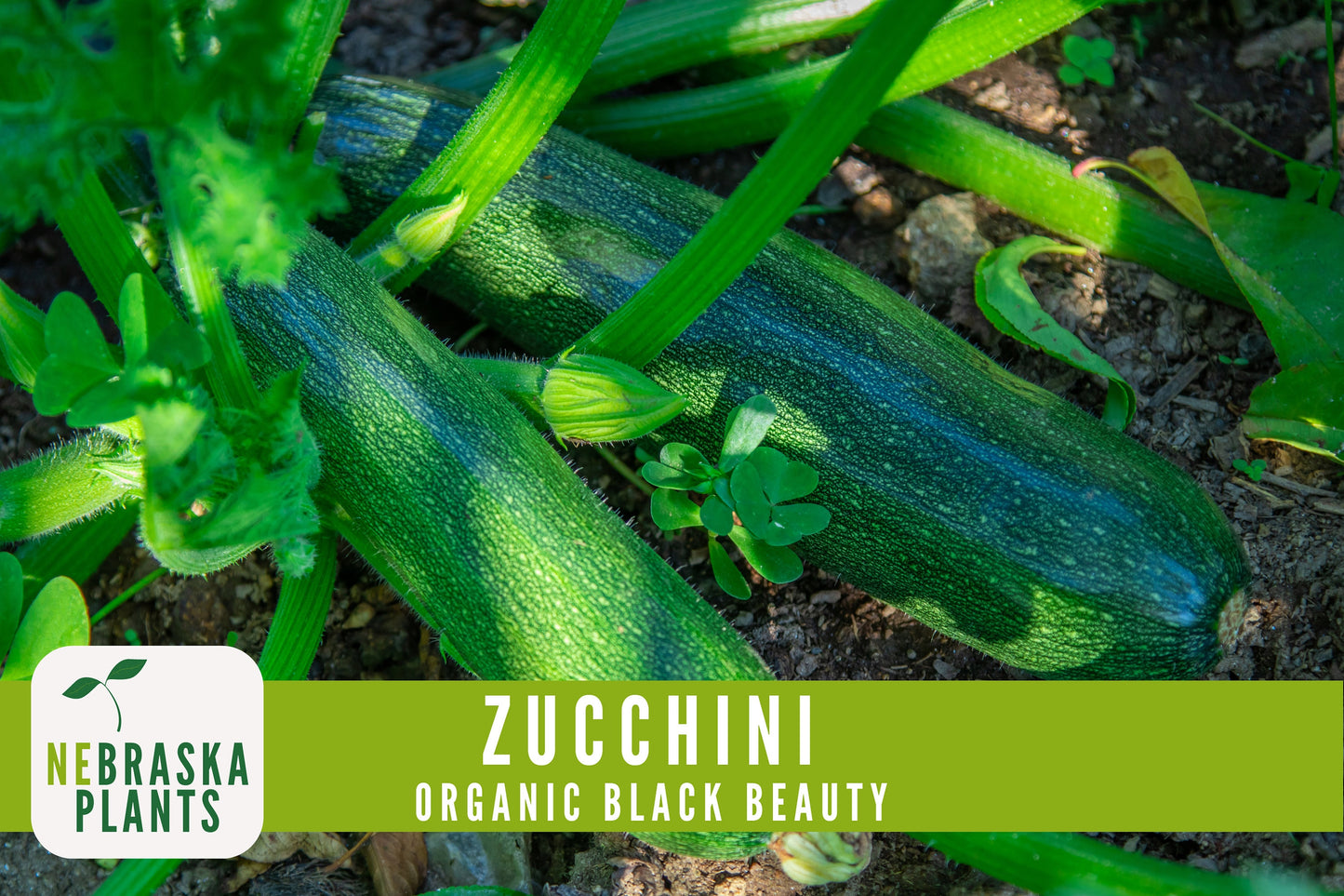 Organic Black Beauty Zucchini Seeds - Black Beauty Zucchini - Heirloom Summer Squash Seeds - Nebraska Seeds