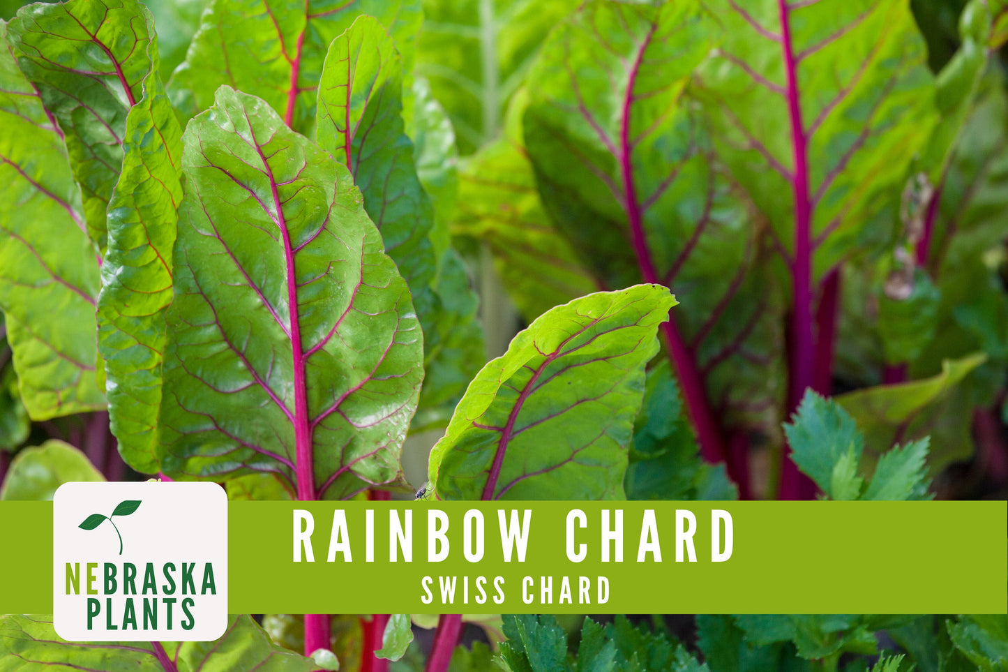 Swiss Chard Seeds - Rainbow Swiss Chard Heirloom Seeds - Nebraska Seeds