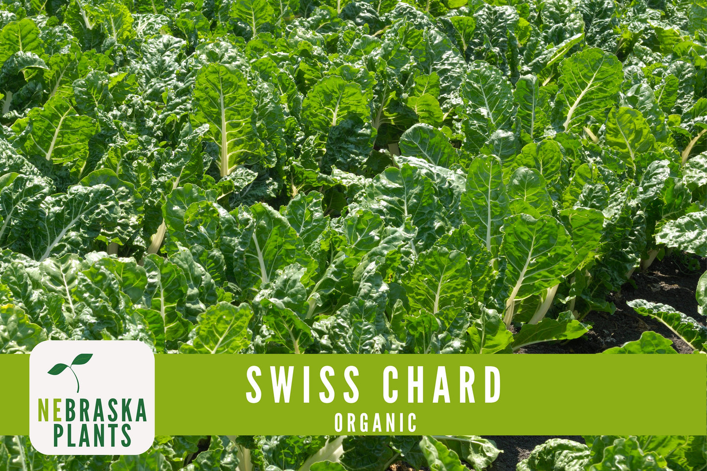 Organic Fordhook Swiss Chard Seeds - Nebraska Seeds