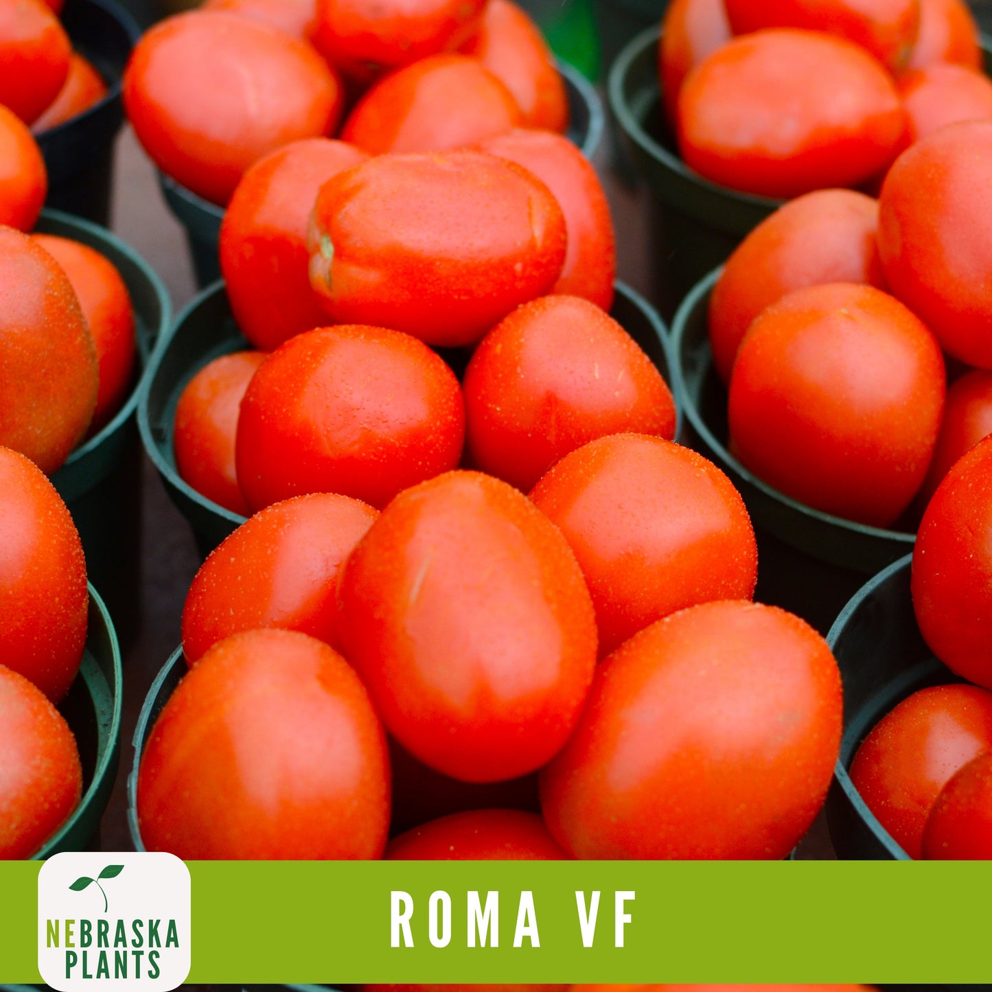 Roma VF Tomato Seeds - Disease-Resistant, High-Yield Heirloom Variety - Nebraska Seeds