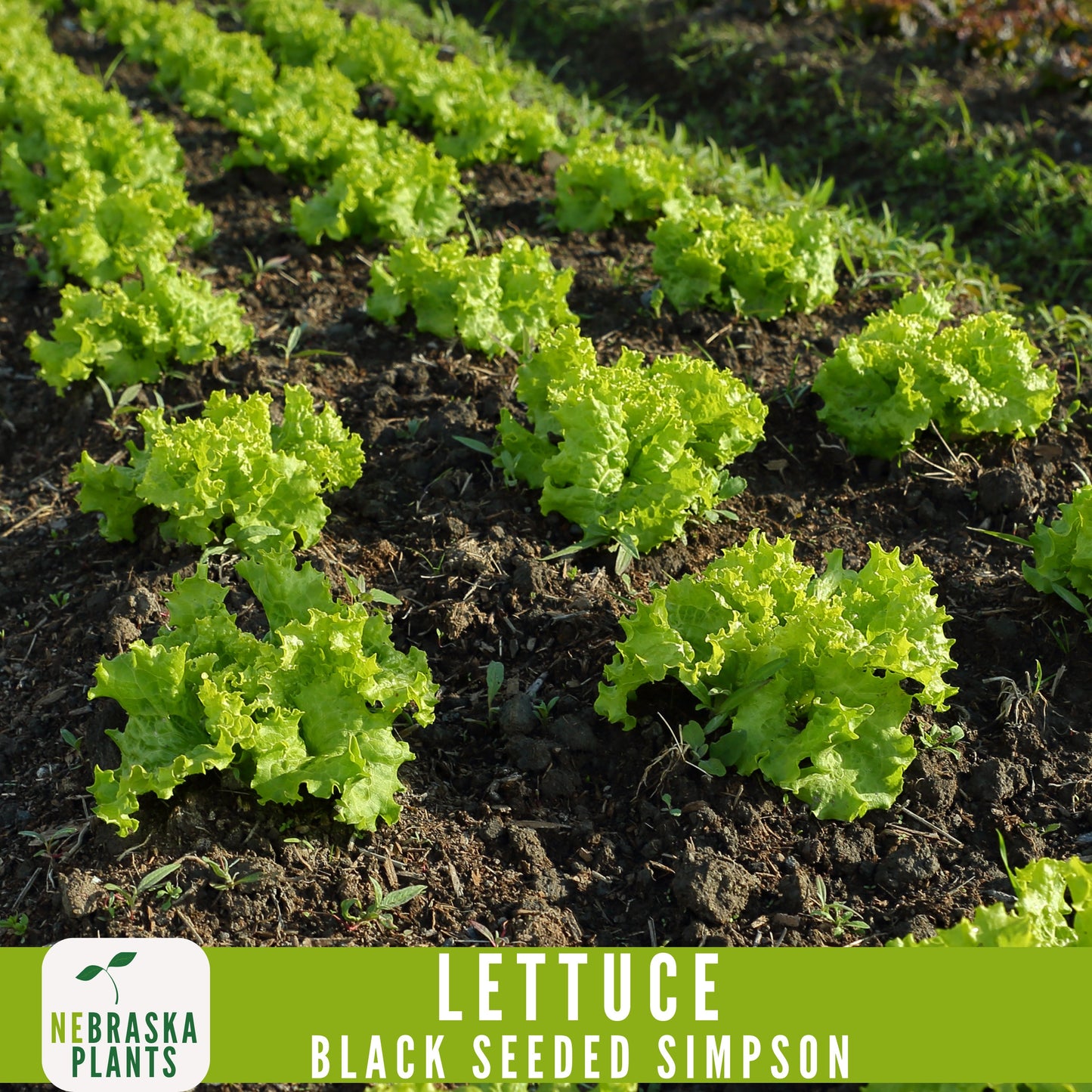 Black Seeded Simpson Lettuce Seeds - Nebraska Seeds