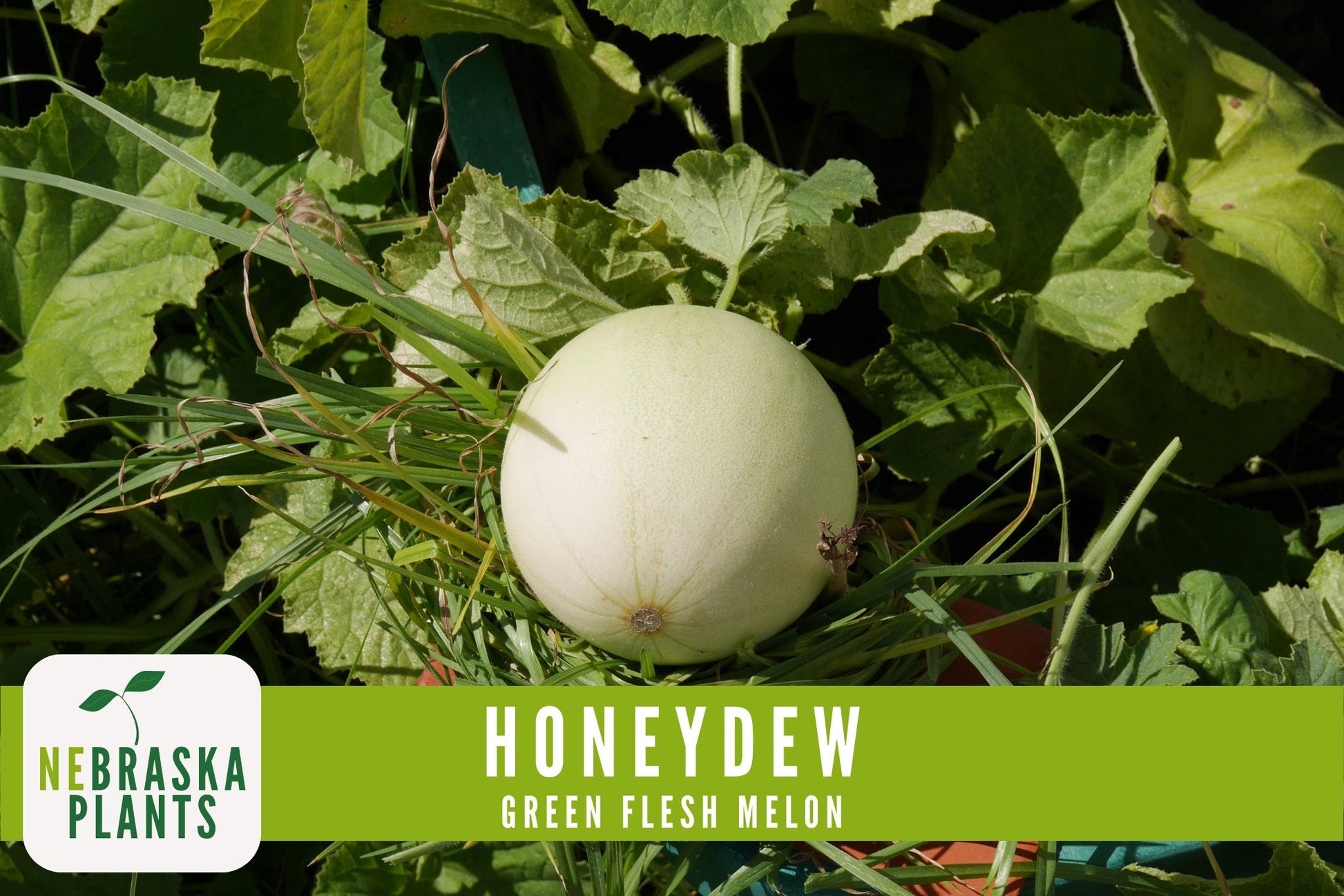 Green Honeydew Melon Seeds - Nebraska Seeds