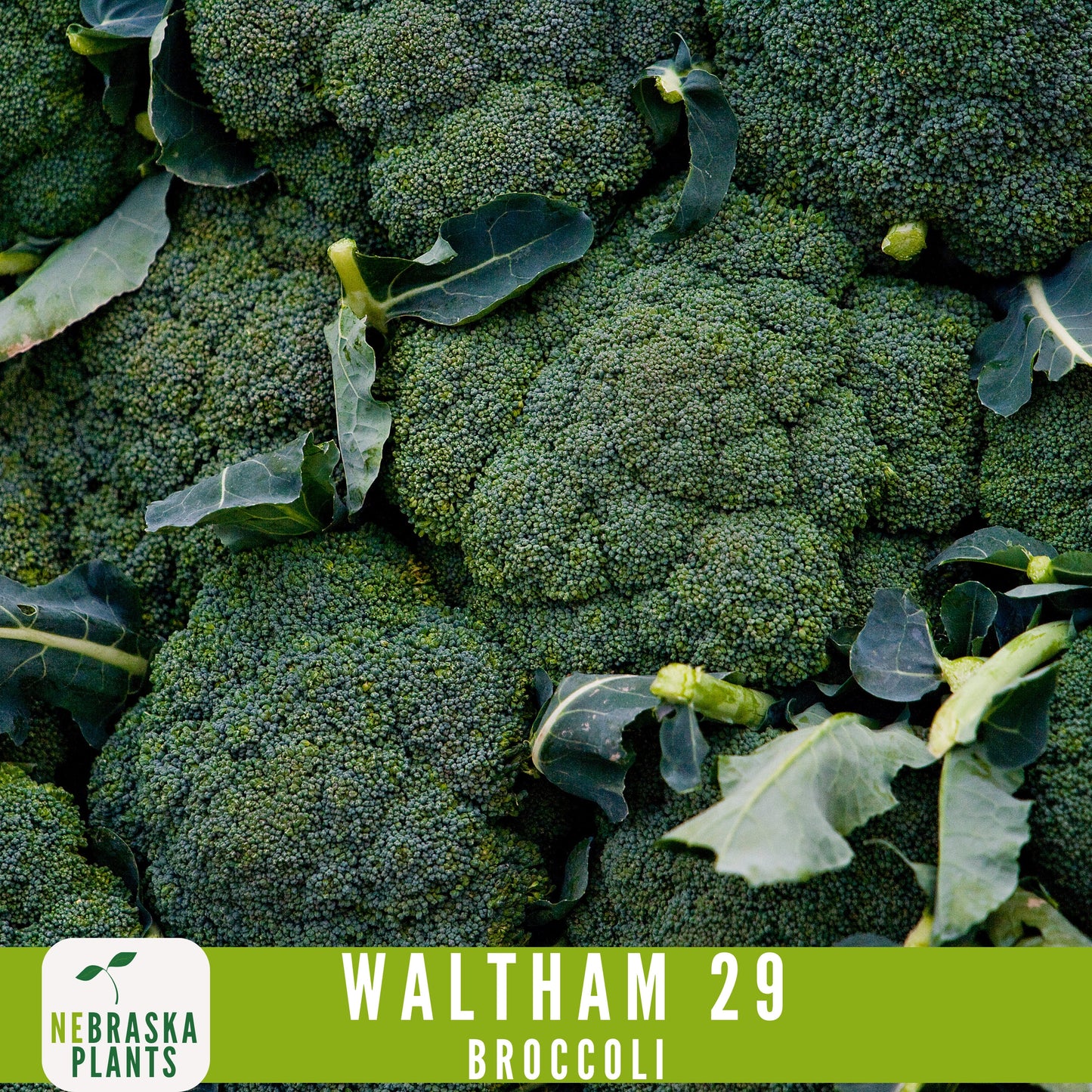 Waltham 29 Broccoli Seeds - Heirloom and Nutrient-Packed Garden Delight! - Nebraska Seeds