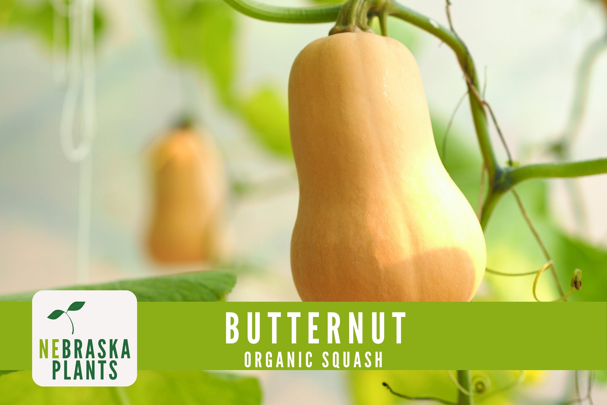 Organic Waltham Butternut Squash Seeds - Nebraska Seeds