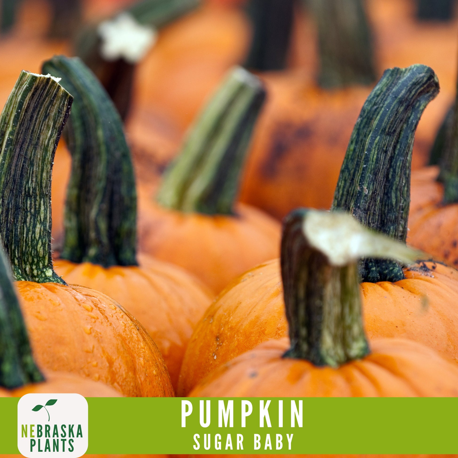 Sugar Pie Pumpkin Seeds - Celebrate the Spirit of Autumn with Heirloom, Non-GMO Pumpkin Seeds - Nebraska Seeds