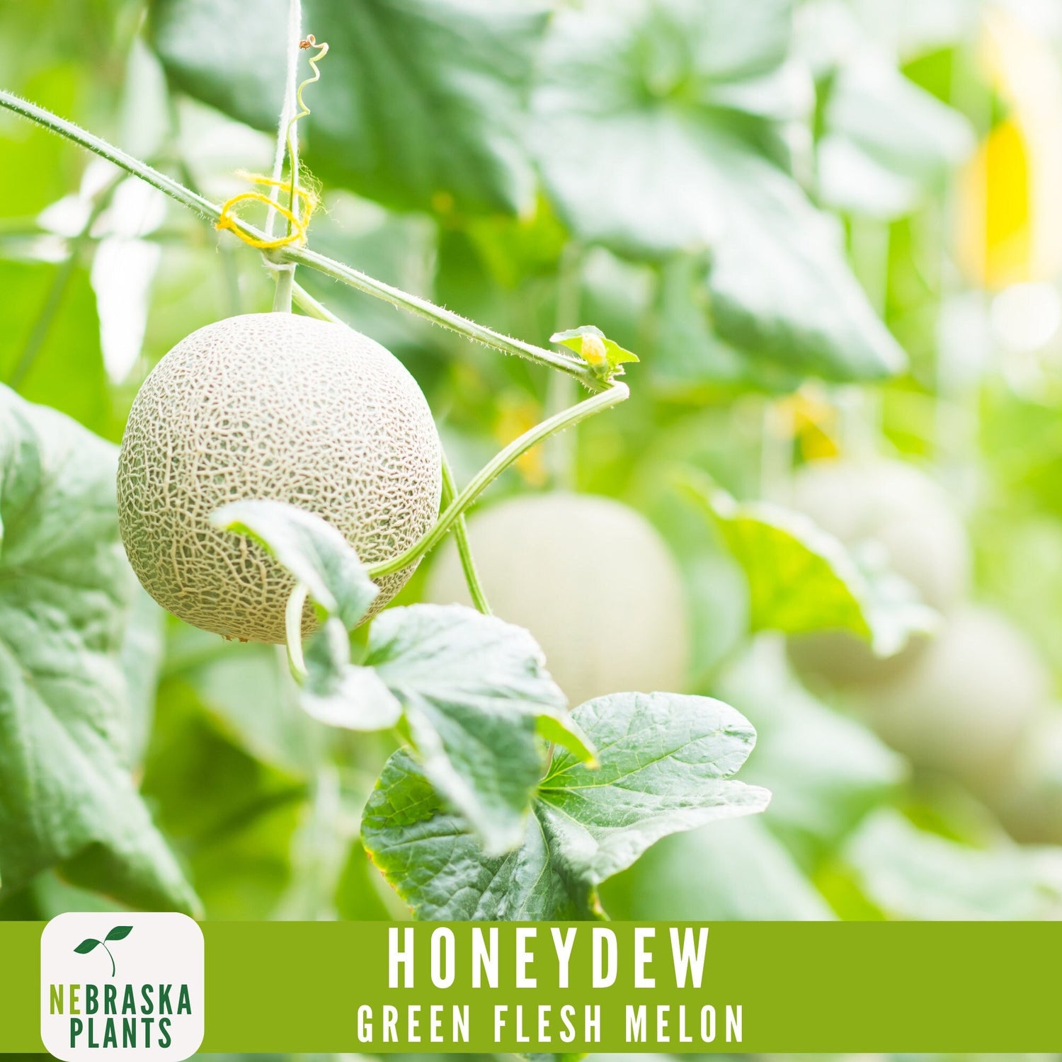 Green Honeydew Melon Seeds - Nebraska Seeds