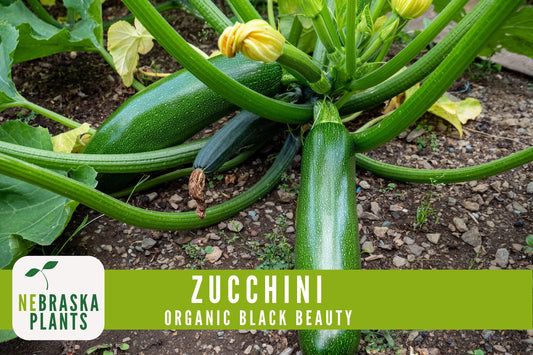 Organic Black Beauty Zucchini Seeds - Black Beauty Zucchini - Heirloom Summer Squash Seeds - Nebraska Seeds