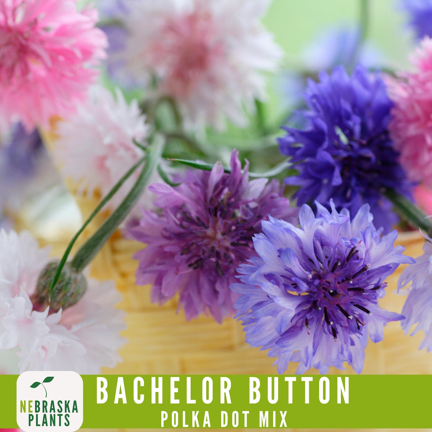 Polka Dot Bachelor Button Heirloom Seeds - Add a Burst of Color to Your Garden! - Nebraska Seeds