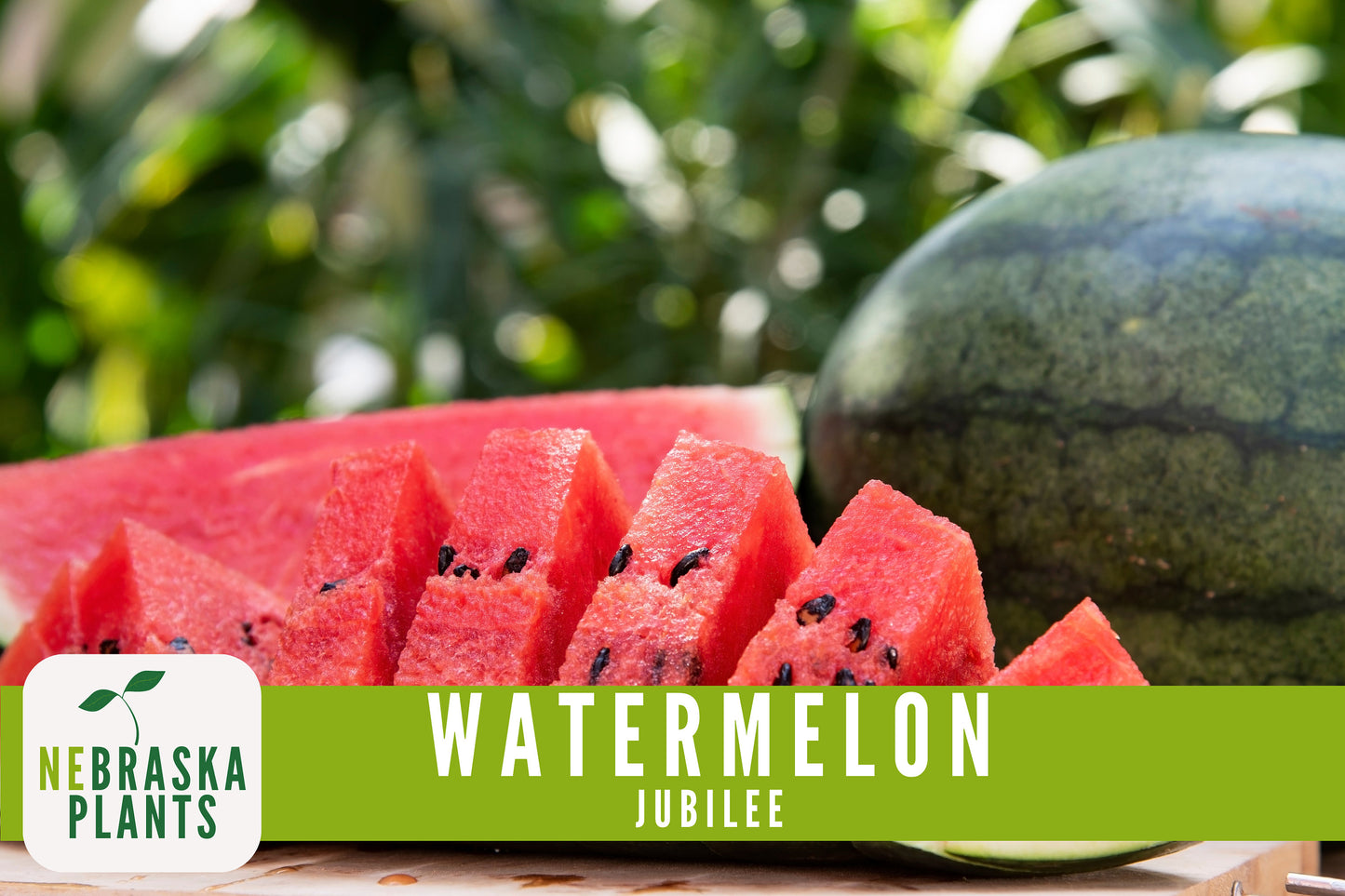 Watermelon Seeds - Jubilee Watermelon Heirloom Seeds - Nebraska Seeds