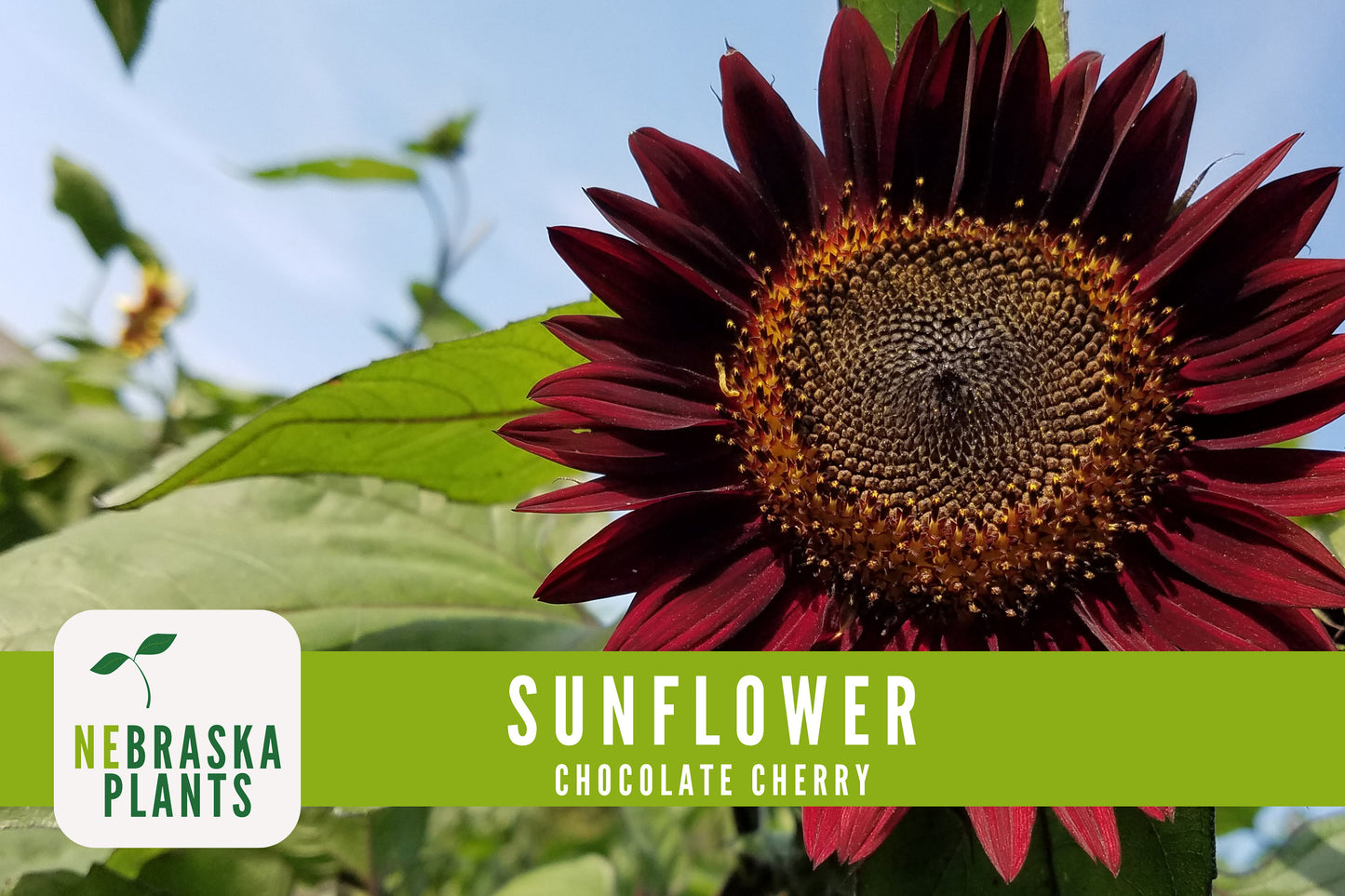 Chocolate Cherry Sunflower Seeds - Nebraska Seeds
