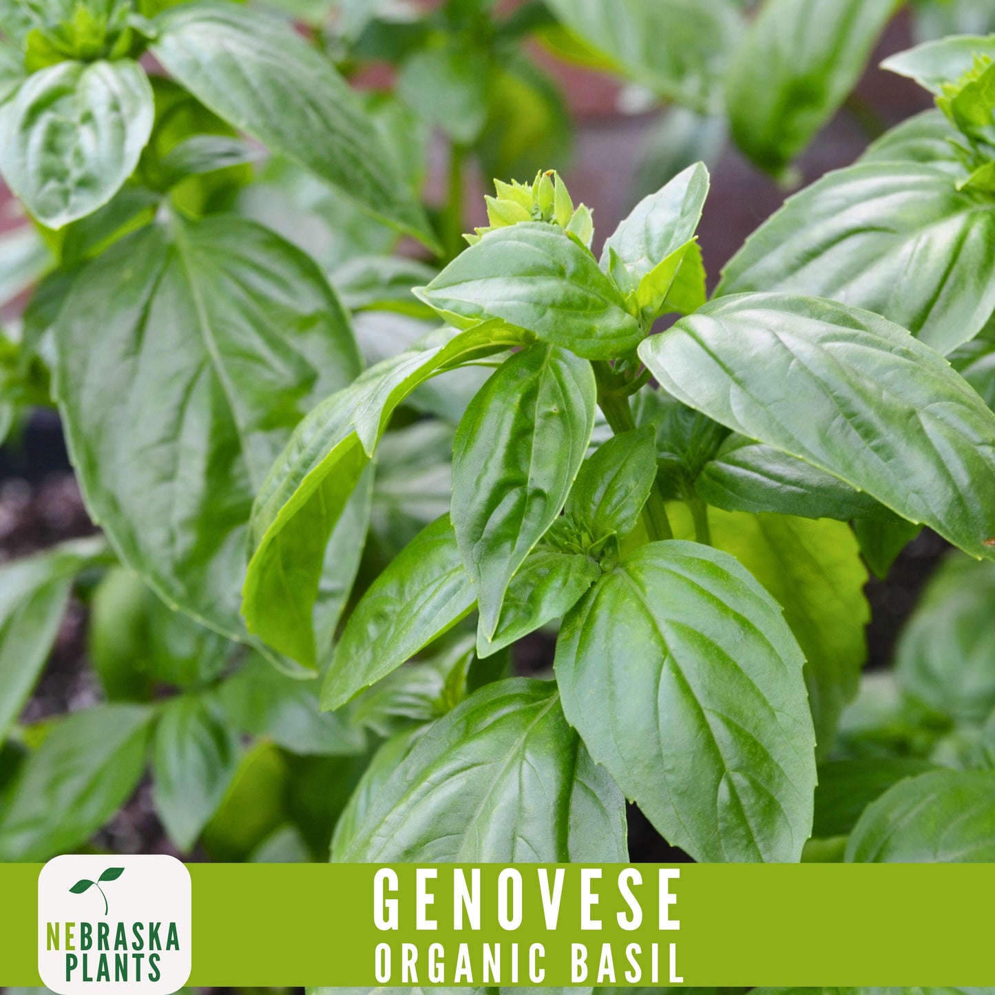 Organic Genovese Heirloom Basil Seeds - Nebraska Seeds