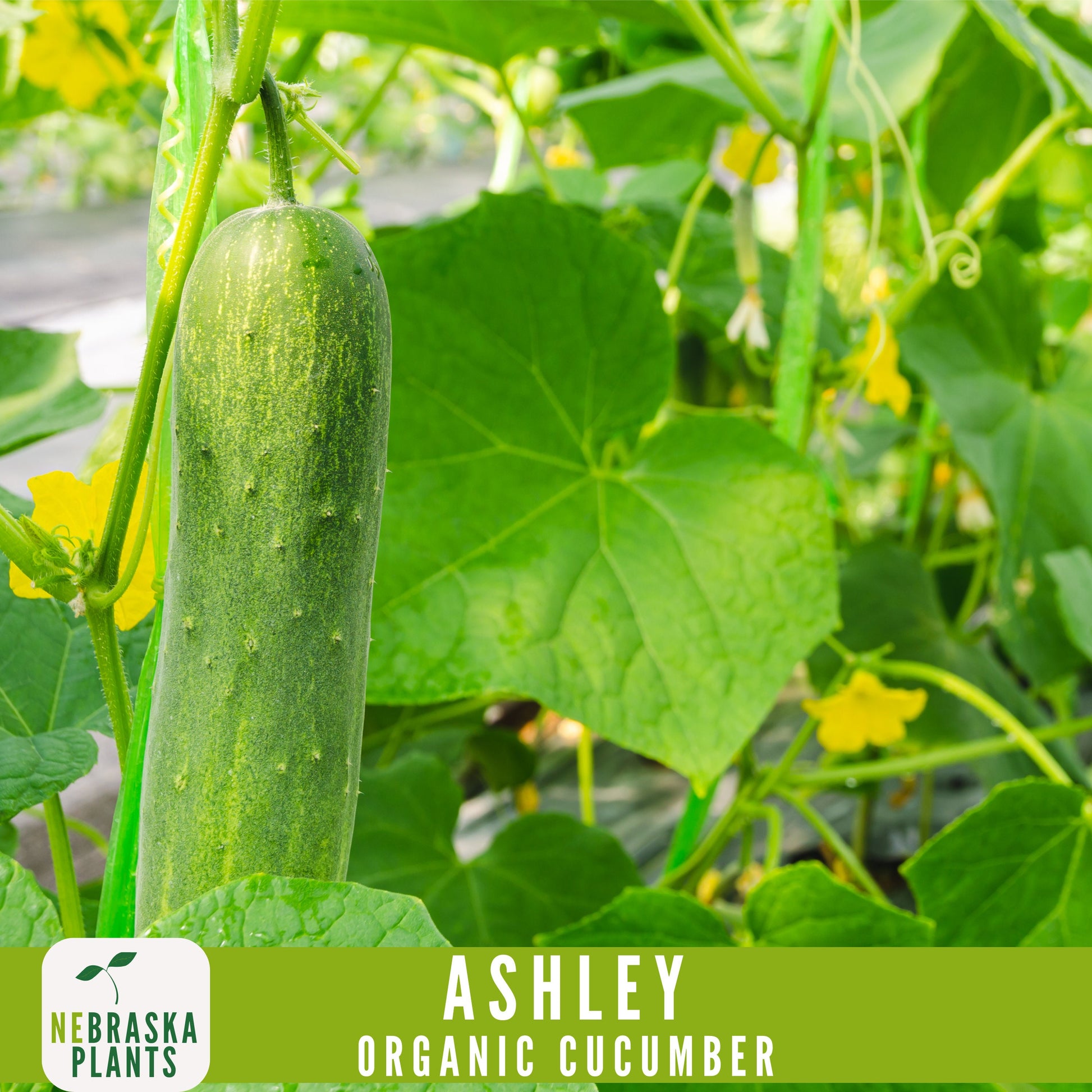 Organic Ashley Cucumber Seeds - Nebraska Seeds