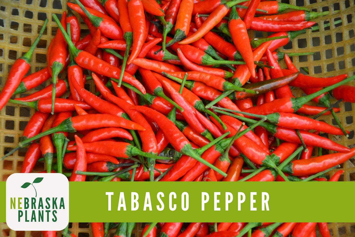 Tabasco Pepper Seeds - Hot Tabasco Chile Pepper Heirloom Garden Seeds - Nebraska Seeds