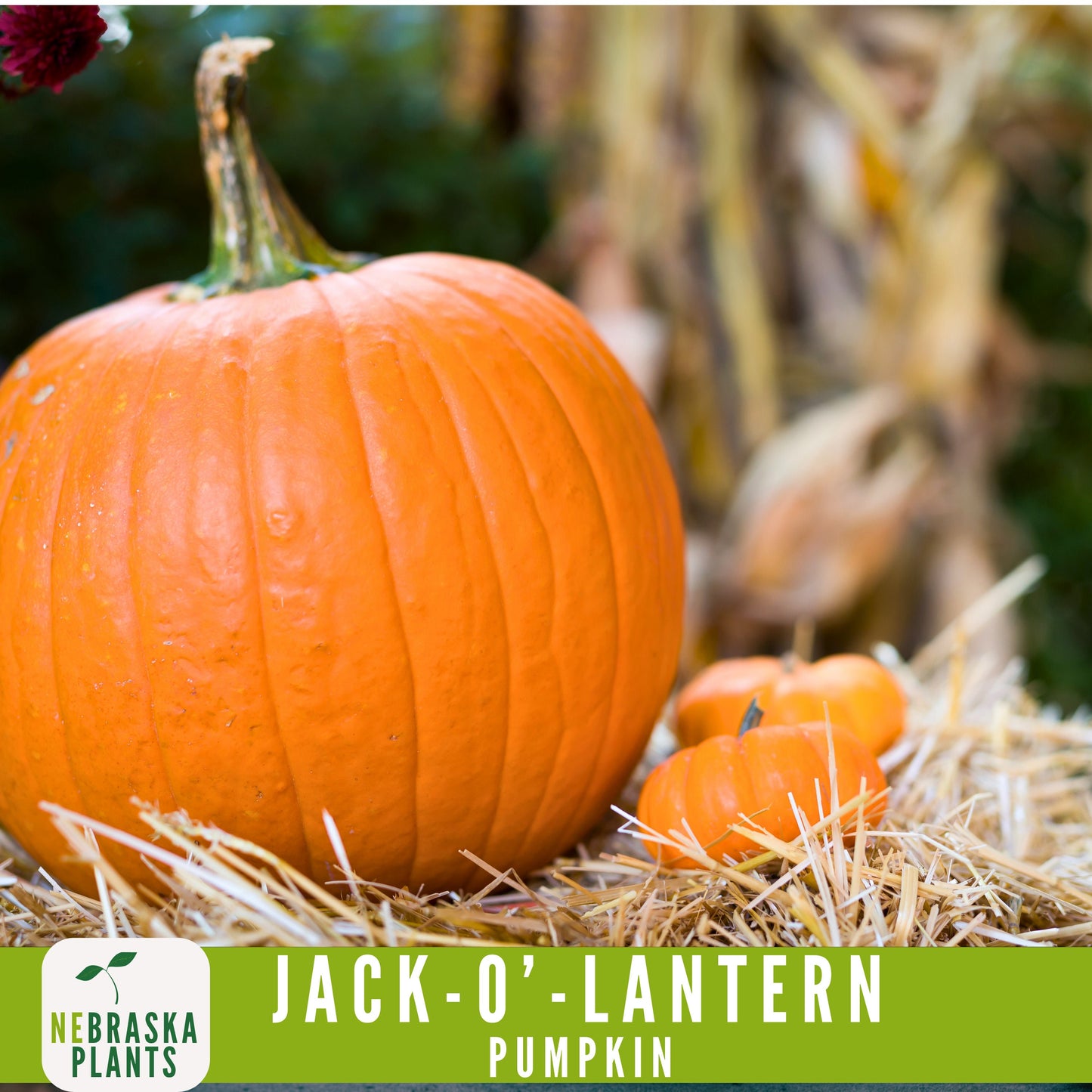 Jack-O'-Lantern Halloween Pumpkin Seeds - Nebraska Seeds