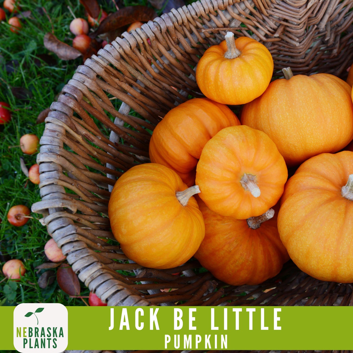 Jack-Be Little- Heirloom Pumpkin Seeds - Nebraska Seeds