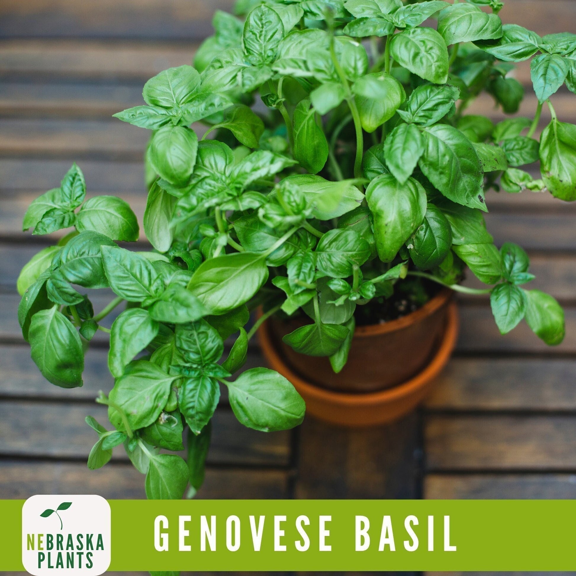 Genovese Basil Heirloom Seeds - Nebraska Seeds