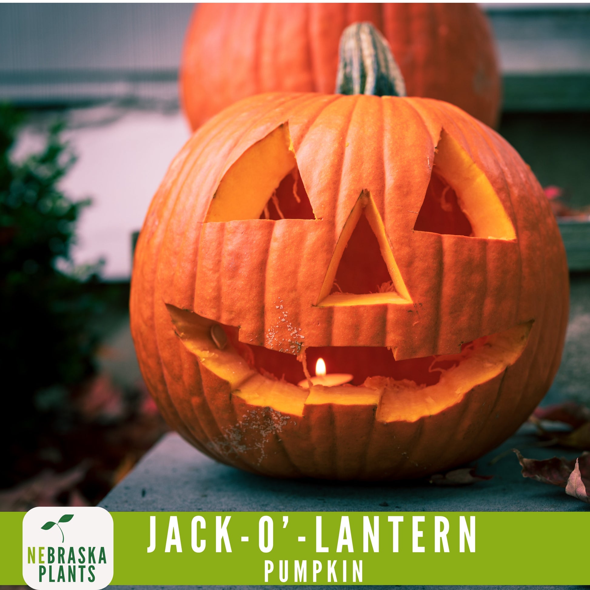 Jack-O'-Lantern Halloween Pumpkin Seeds - Nebraska Seeds