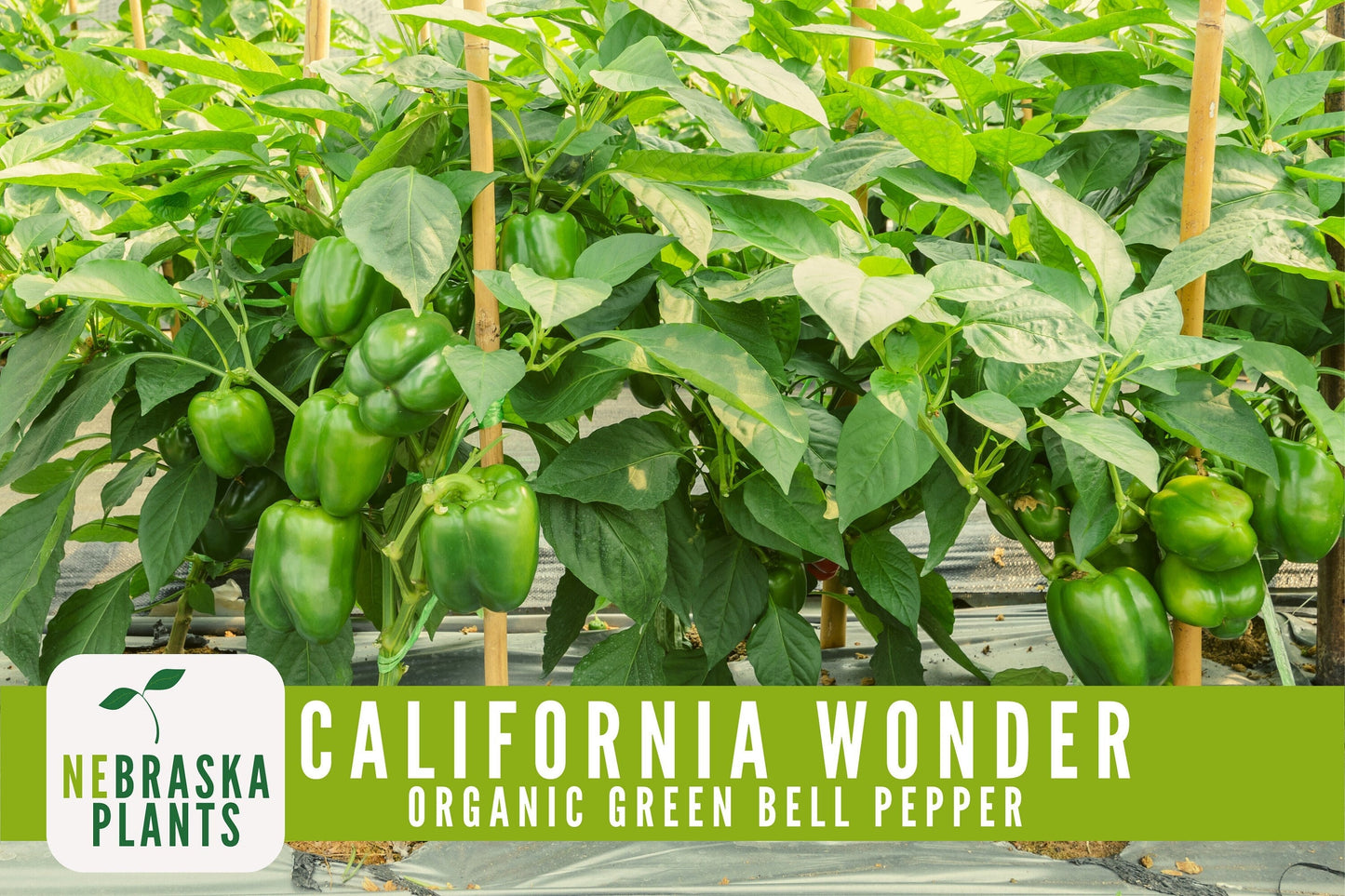 Organic California Wonder Bell Pepper Seeds - Nebraska Seeds