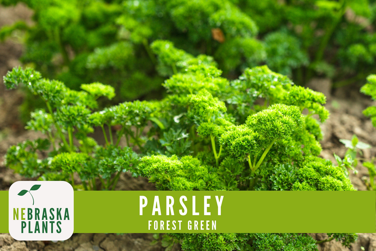 Forest Green Heirloom Parsley Seeds - Nebraska Seeds