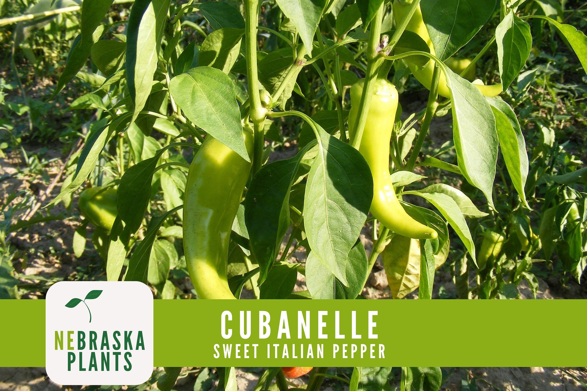 Italian Sweet Frying Cubanelle Pepper Seeds - Nebraska Seeds