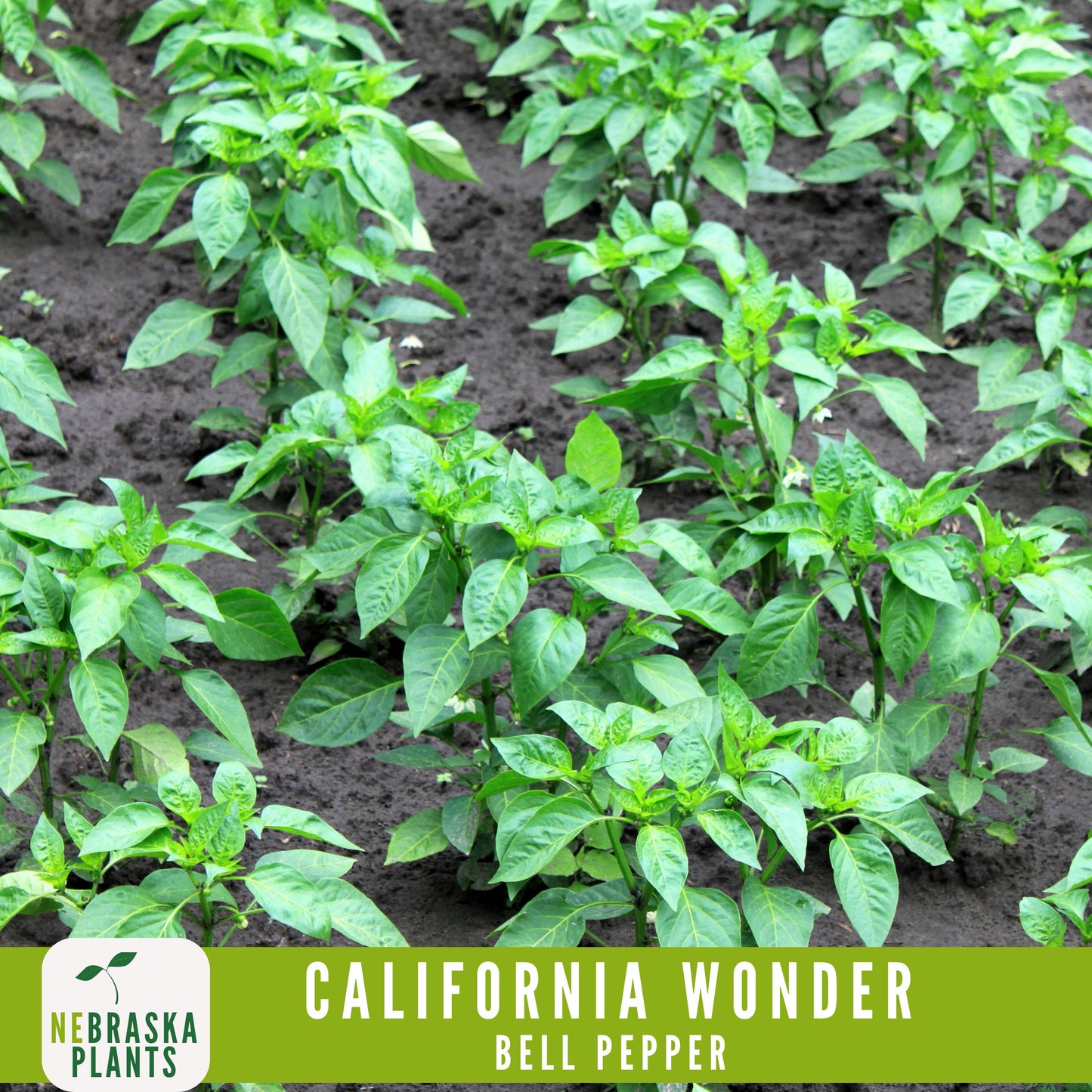 California Wonder Heirloom Bell Pepper Seeds - Nebraska Seeds