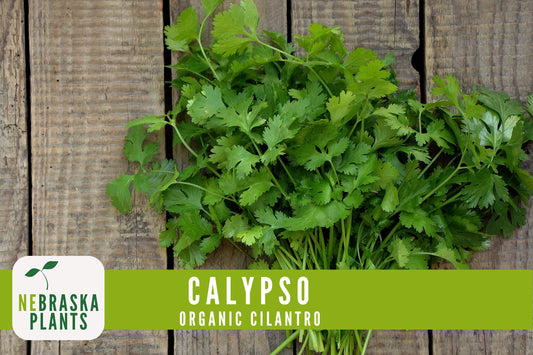 Organic Calypso Slow Bold Cilantro Seeds - Nebraska Seeds