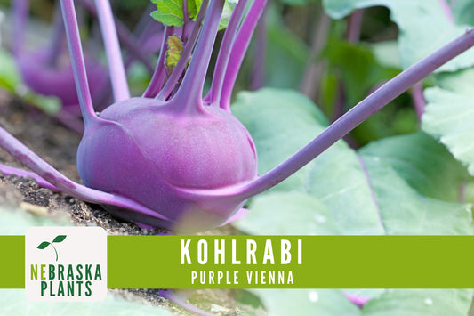 Organic Purple Vienna Kohlrabi Seeds - Nebraska Seeds