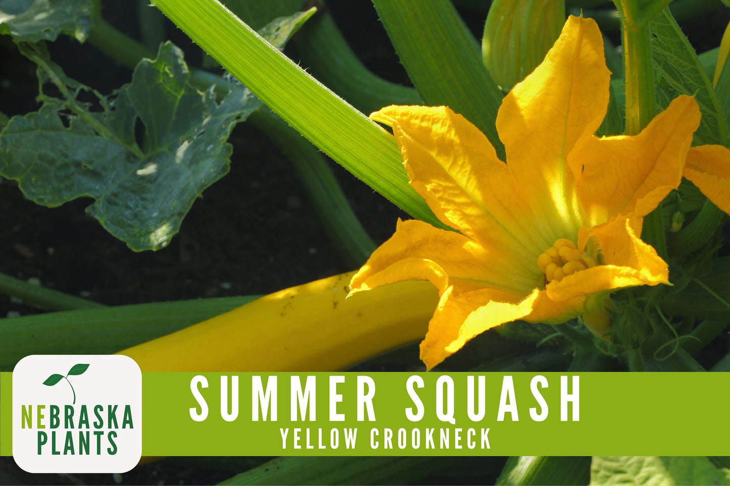 Summer Squash Seeds - Yellow Crookneck Heirloom Squash Seeds - Nebraska Seeds