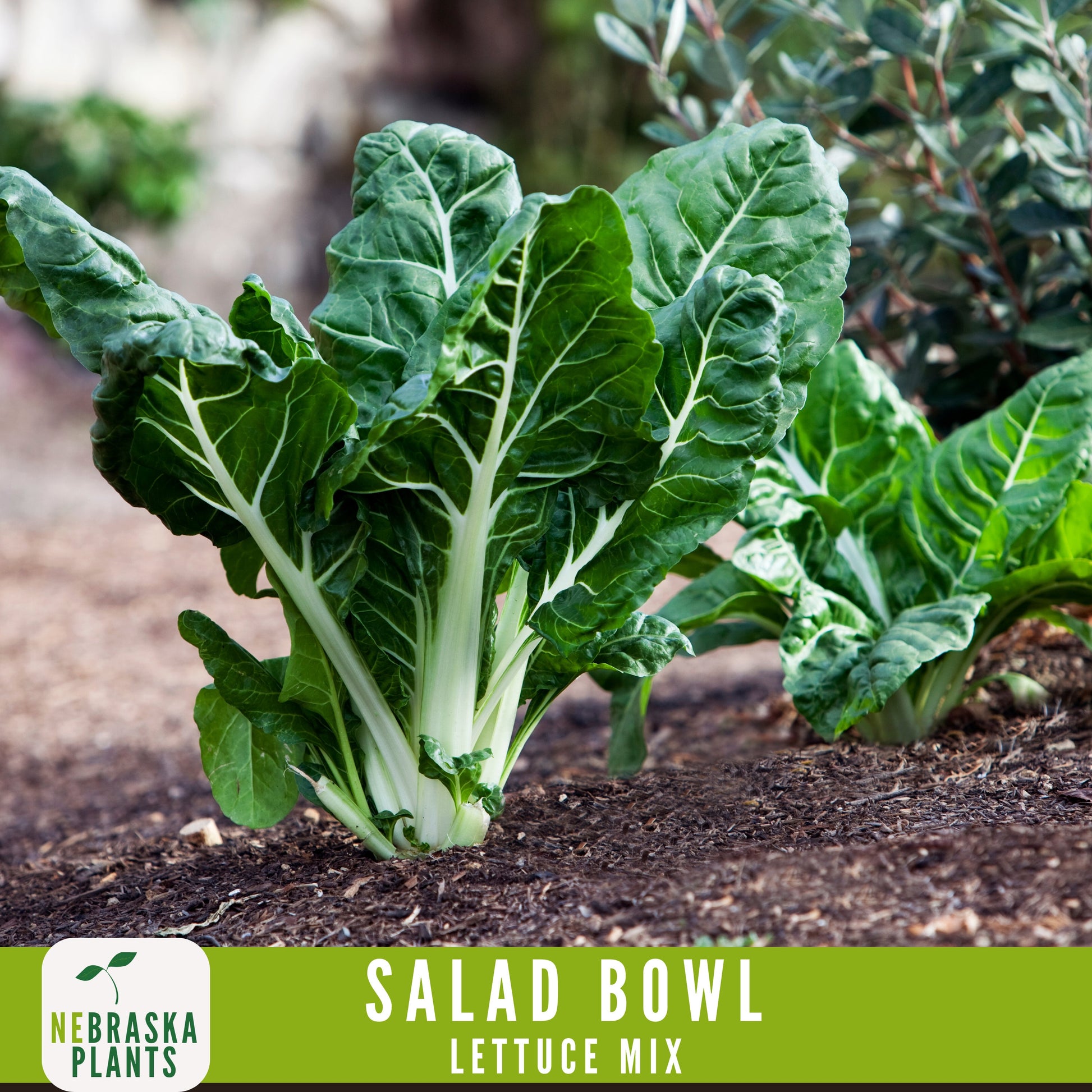 Salad Bowl Container Mix - Heirloom Lettuce Seeds - Nebraska Seeds