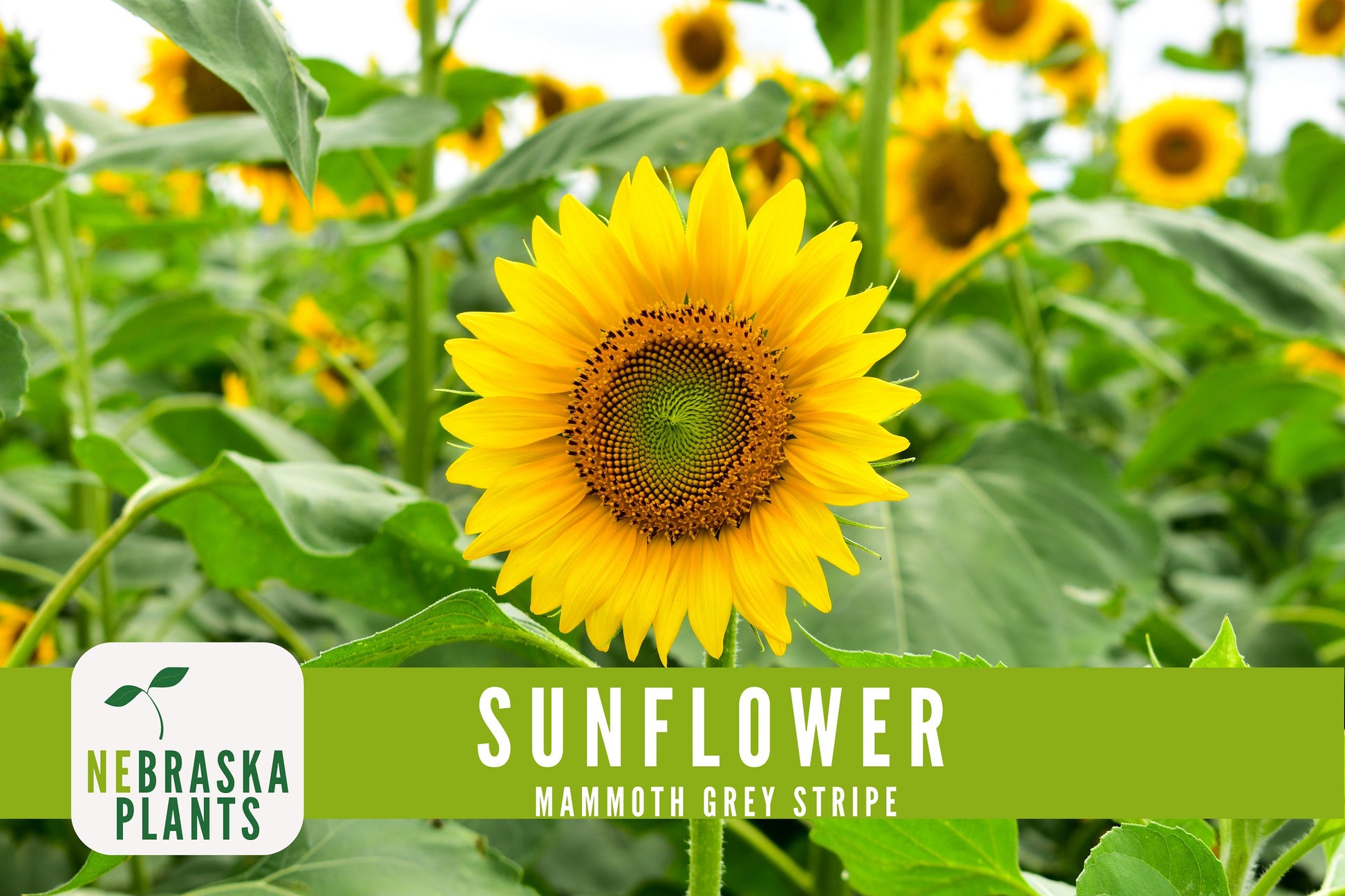 Sunflower Seeds - Mammoth Grey Striped Heirloom Sunflower Seeds - Nebraska Seeds