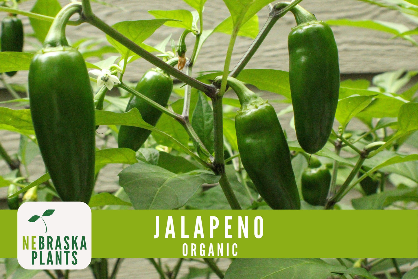 Organic Jalapeño Pepper Seeds - Nebraska Seeds