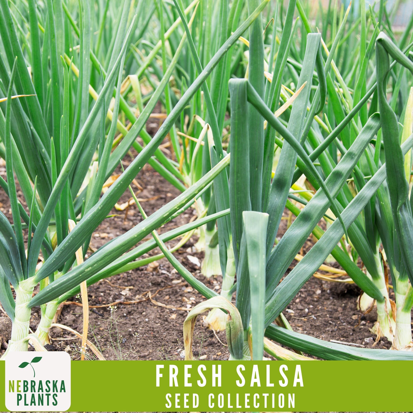 Garden Salsa Seed Collection - Heirloom Seeds for Making Salsa - Nebraska Seeds