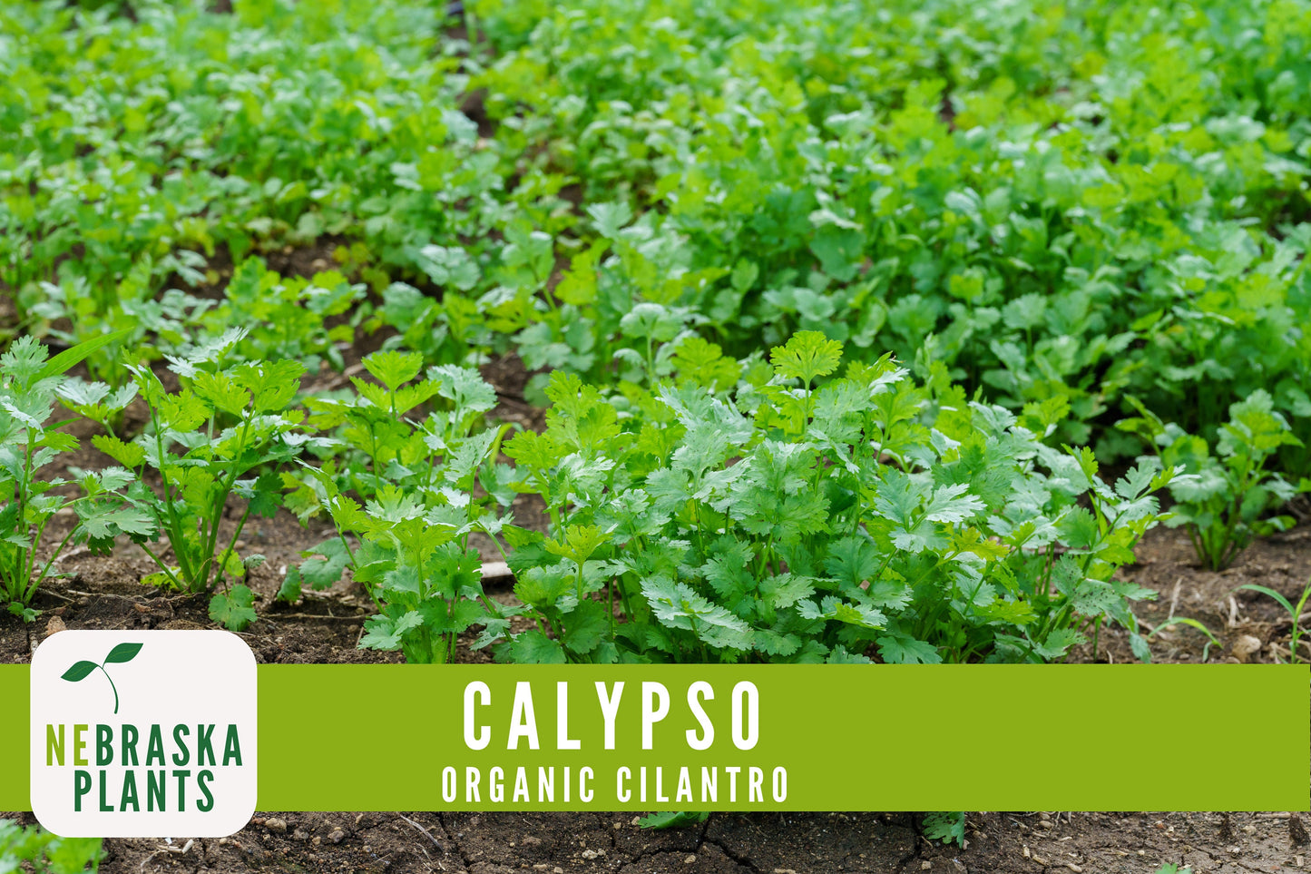 Organic Calypso Slow Bold Cilantro Seeds - Nebraska Seeds