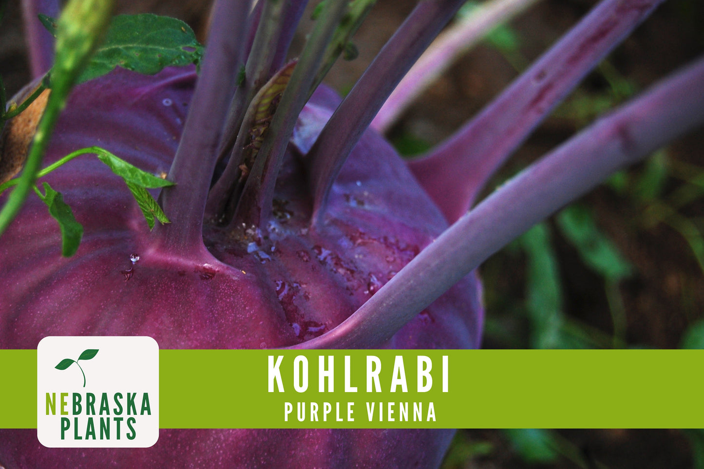 Organic Purple Vienna Kohlrabi Seeds - Nebraska Seeds