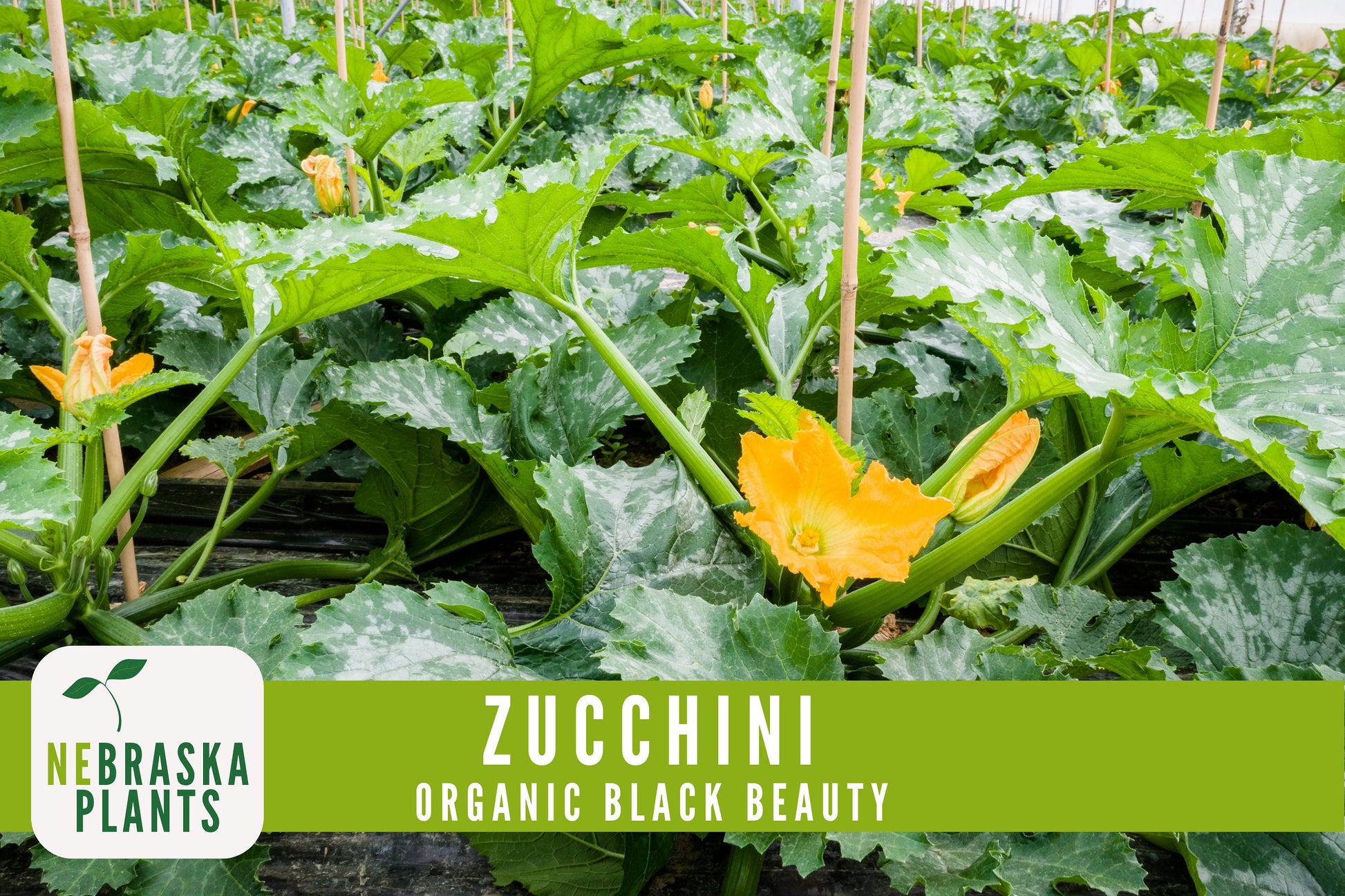 Organic Black Beauty Zucchini Seeds - Black Beauty Zucchini - Heirloom Summer Squash Seeds - Nebraska Seeds