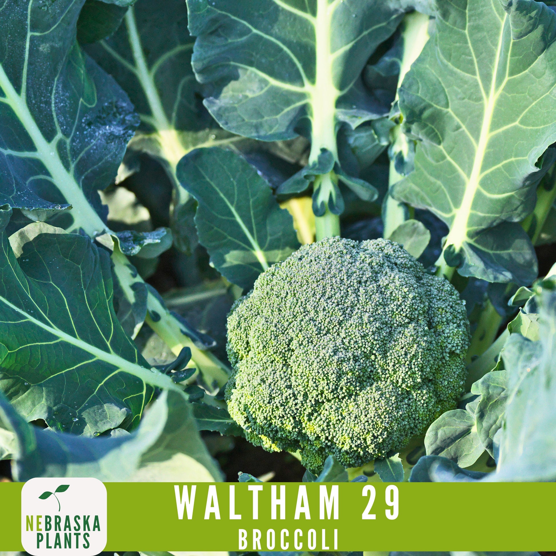 Waltham 29 Broccoli Seeds - Heirloom and Nutrient-Packed Garden Delight! - Nebraska Seeds